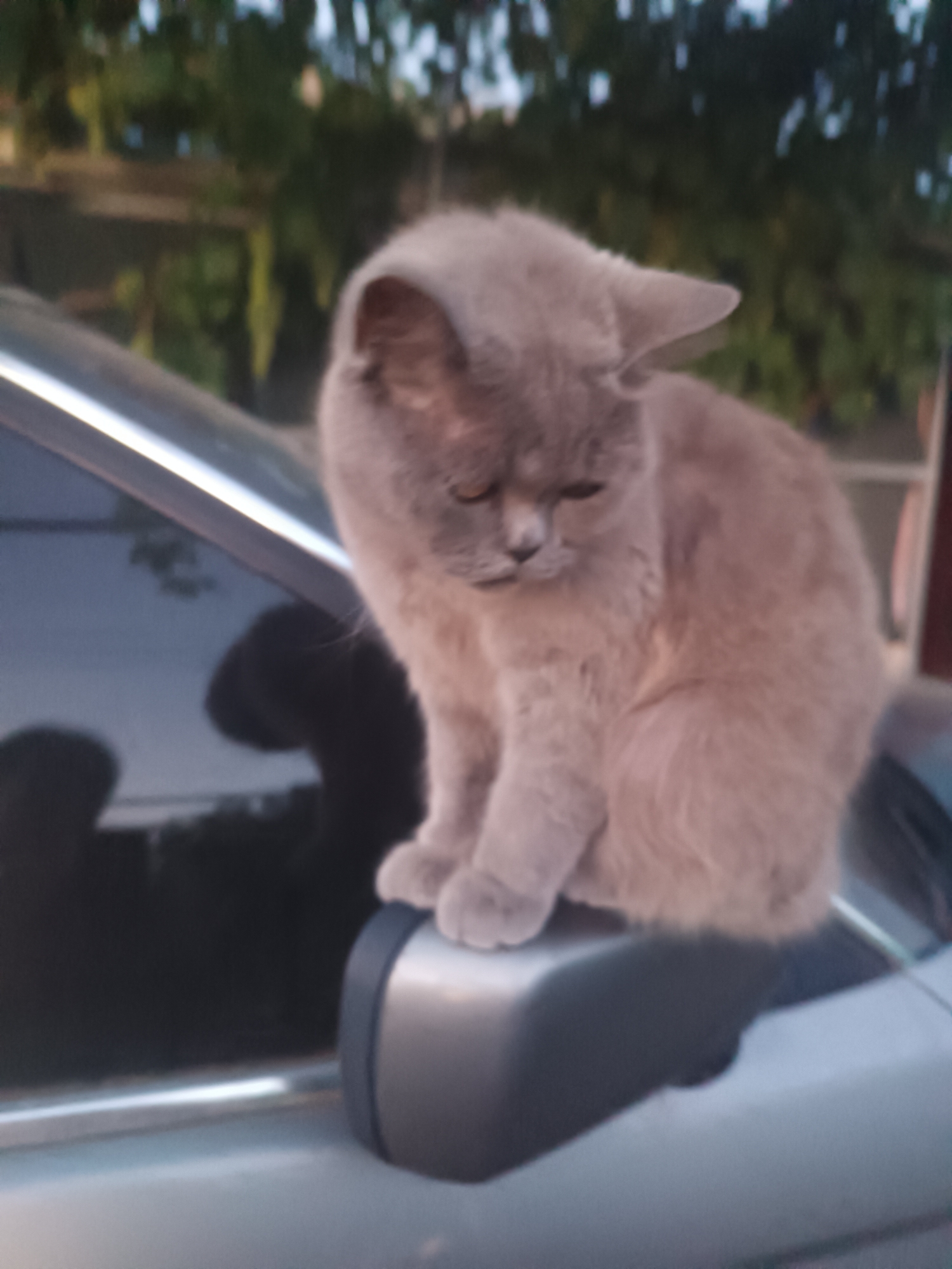 A fluffy, light brown cat is perched on the side mirror of a car. The cat is facing downwards, with its eyes closed, and appears to be grooming itself. The car's surface is reflective, showing a blurry reflection of trees and the sky. The scene appears to be outdoors, possibly in a residential area or a parking lot, with greenery visible in the background. The image was captured in Vypasne, Ukraine.