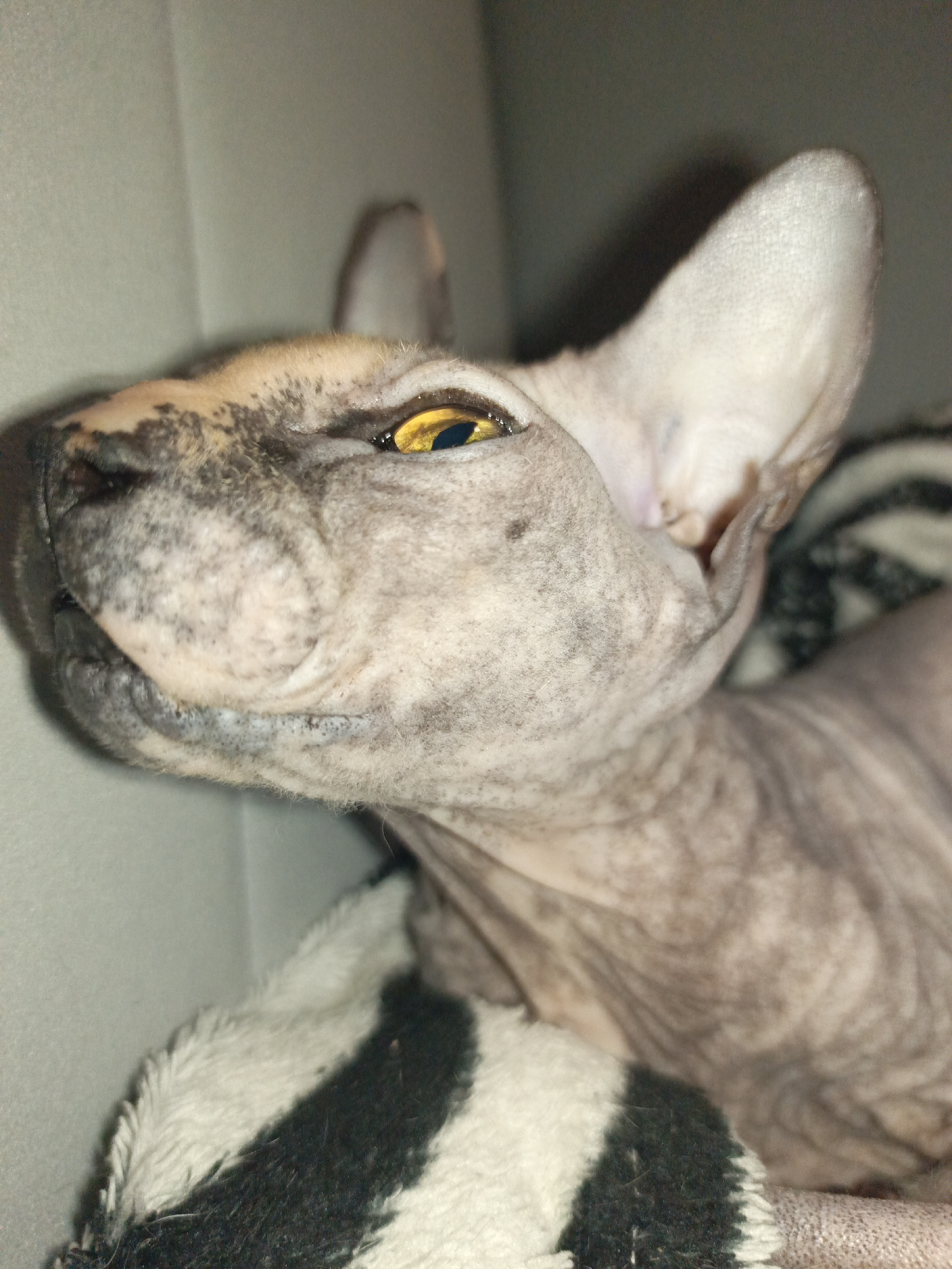 A close-up shot shows a hairless cat, likely a Sphynx breed, resting on a black and white striped blanket. The cat's skin is mottled grey and beige with visible wrinkles. Its eyes are a striking yellow. The background is a neutral grey surface, possibly a wall or piece of furniture.