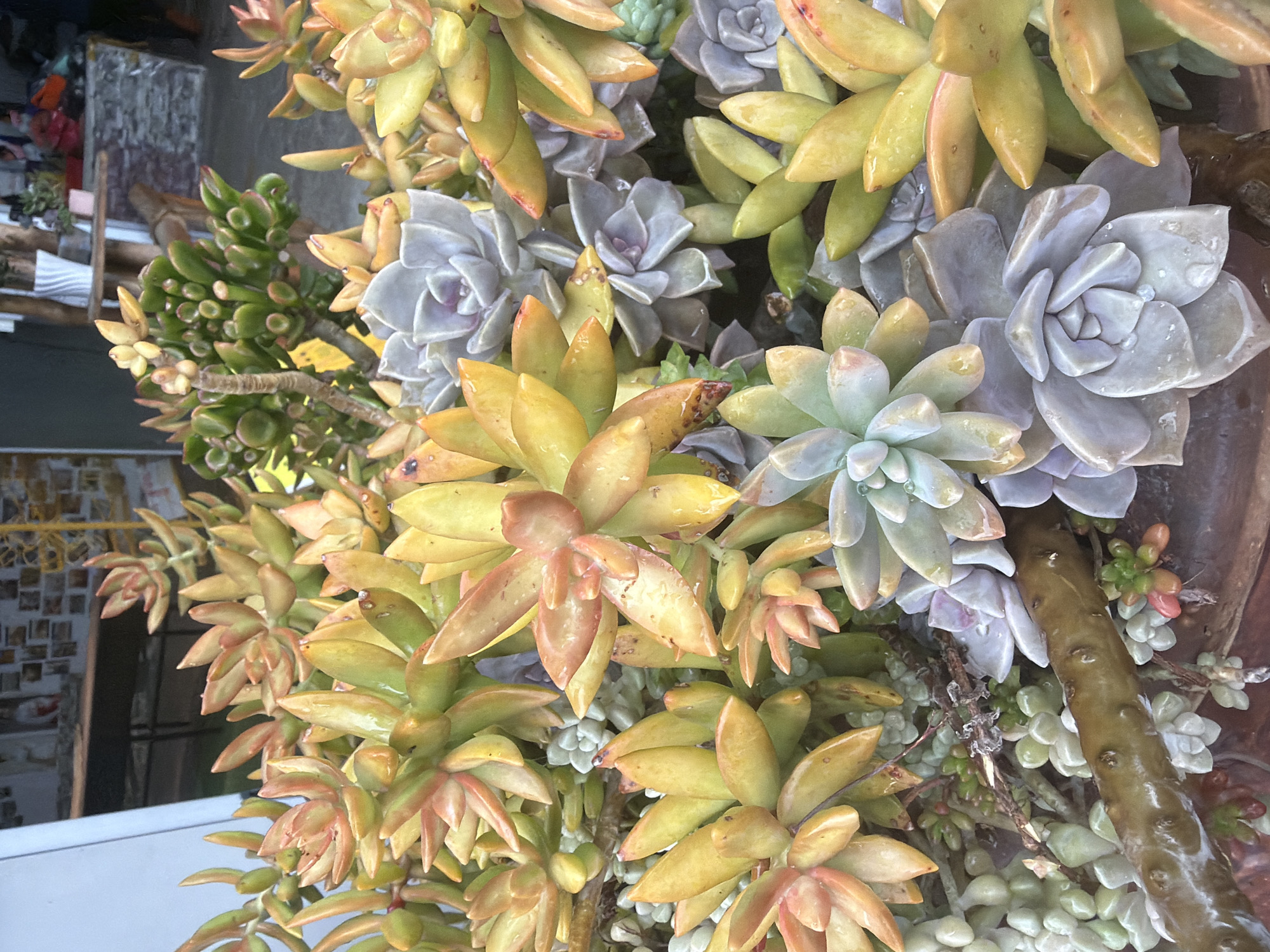 A close-up, high-angle, full shot captures a dense arrangement of diverse succulent plants. The succulents are primarily in shades of green, yellow, and pink, with some featuring watery droplets on their leaves. In the background, out of focus, a light-colored wall is visible on the left, and to the right, there appears to be a wooden table and shelving unit displaying various items, including a white vase. The environment suggests an indoor setting, possibly a market or shop, located in the city of Đạ Cháy, Vietnam.