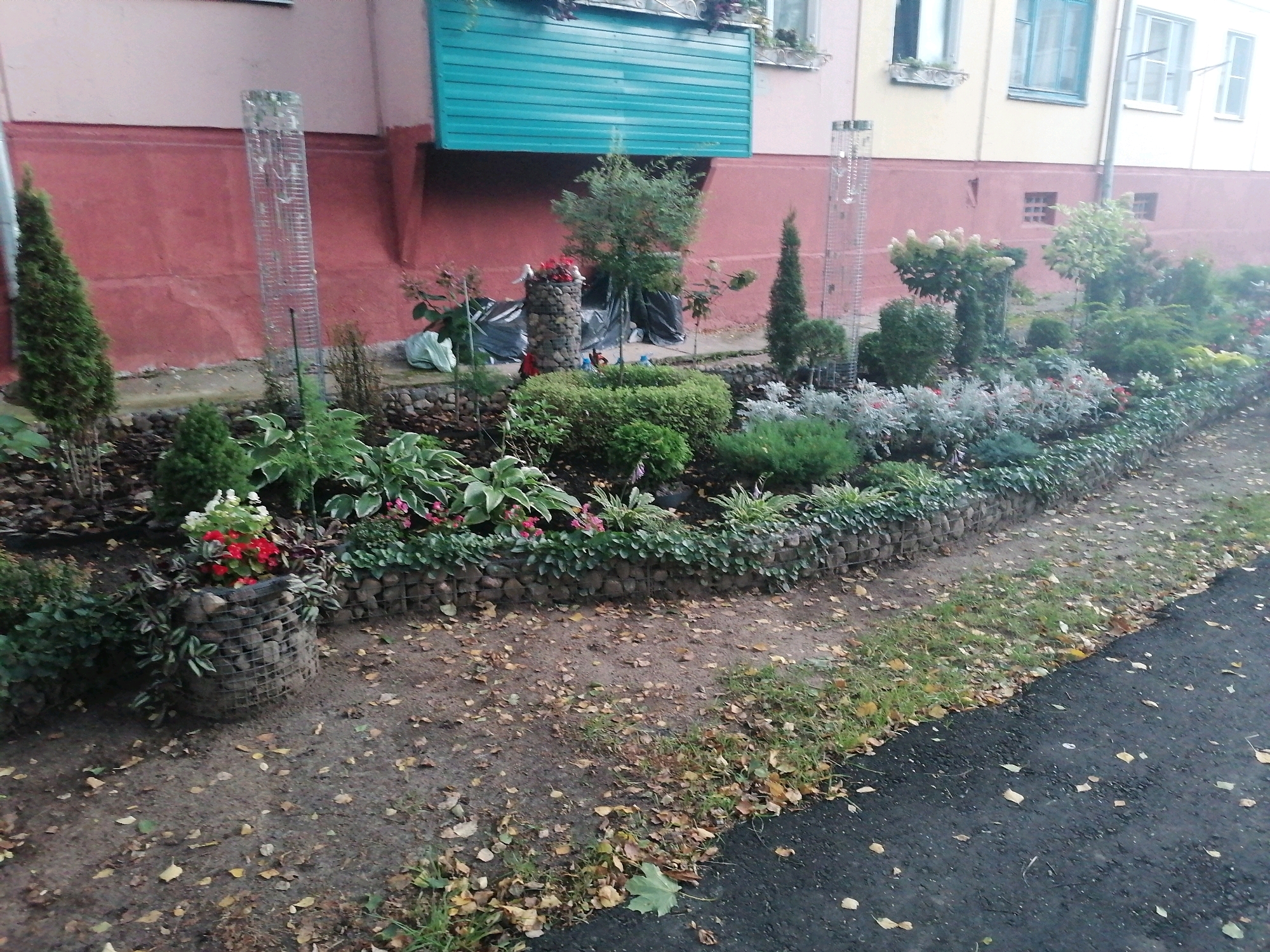 The image depicts a curated garden bed along the exterior of a residential building, likely in Mahilyow, Belarus, given the context. The building's facade is painted in shades of pink and yellow, with visible window frames and a turquoise-colored awning or balcony covering.
The garden bed is bordered by a gabion wall, a structure filled with stones and encased in wire mesh. Inside the gabion wall, a variety of plants are visible, including lush green hostas with white and pink variegation, smaller green shrubs, and several flowering plants with red and pink blooms. At the front of the garden, a cylindrical gabion planter holds red and white flowers. To the left of this planter, a young evergreen tree stands, and further to the left, a taller, conical evergreen tree is present. Two tall, cylindrical clear plastic structures with internal metal supports, possibly rain gauges, are positioned at intervals along the garden bed, one on the left and another further to the right. Behind the garden bed, several trees and shrubs of varying heights and textures are planted, including a multi-stemmed tree with a light green canopy and a more conical, densely needled evergreen tree. The ground surrounding the garden bed is a mix of dirt and asphalt, with fallen leaves scattered across the surface, suggesting an autumn season. Black plastic sheeting is visible in places behind some of the plants, possibly for weed suppression or as a temporary covering. No people are present in the image.