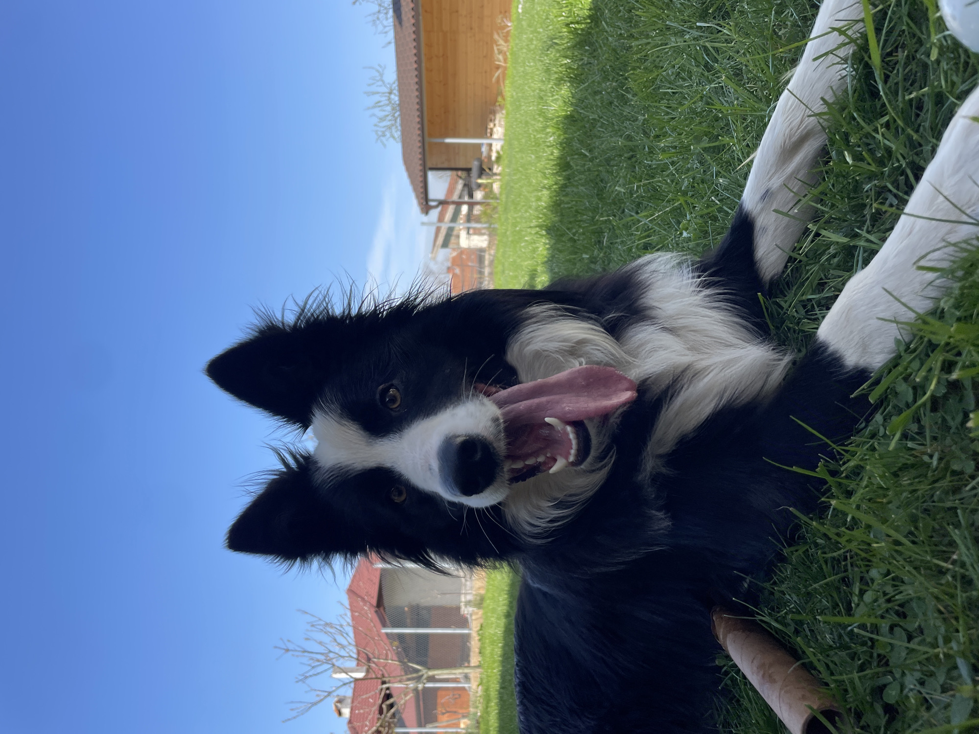 A black and white Border Collie dog is lying on its side in a grassy area on a sunny day. The dog is panting with its tongue out and looking directly at the camera. Behind the dog, a wooden building with a brown roof is visible, as well as a blue sky. The scene appears to be outdoors in a yard or park.