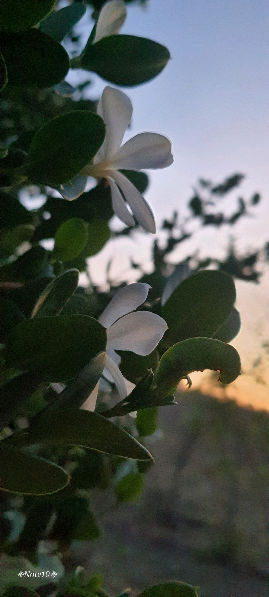 This image is a close-up, vertical, outdoor photograph of a plant with white flowers and dark green leaves. The lighting suggests it was taken during either dawn or dusk, with the sky in the background appearing pale blue transitioning to a soft orange glow near the horizon. In the foreground, two white flowers are visible. One is in focus on the upper right, with delicate petals. Another flower is partially visible at the bottom center, also white and seemingly in focus. Numerous dark green leaves, some of which are slightly curled or damaged, surround the flowers, creating a natural, leafy backdrop. The background is blurred, showing the indistinct shapes of more foliage and the soft light of the sky. A watermark reading "Note10" is present in the bottom left corner of the image. The scene appears to be in a natural setting, possibly a garden or a wild area. There are no people or discernible man-made structures other than the watermark. The location mentioned, Maruleng Nu, South Africa, is not visually represented in the image itself; it is external information provided.