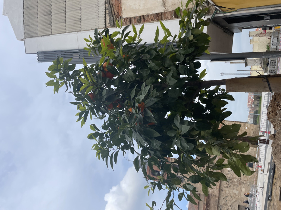 A vibrant orange tree, laden with numerous ripe, orange fruits and lush dark green foliage, dominates the left and central portions of the frame. Its trunk, wrapped at the base with a light-colored material, stands upright, hinting at its integration into an urban environment.
Above and to the left of the tree, under a light blue sky dotted with scattered white clouds, a section of a building with a corrugated upper facade and a distinctive grey metal grate or vent structure is visible. Further back on the left, hints of an older structure with exposed brickwork or aged stone peek through.
Towards the right and bottom, the scene reveals an area that appears to be under development or renovation. Loose earth and rubble are visible in the immediate foreground, transitioning to a paved area or plaza. This space is delineated by white metal barriers or fencing, often used for public safety or crowd control. Beyond the barriers, several buildings with traditional red-tiled roofs are visible in the distance. Partially obscured by the tree's branches on the lower right, a grand, dark stone-built edifice with arched architectural details, likely a historic church or monument, adds to the historical context of the setting.
The image captures a clear daytime scene under fair weather, possibly in Mérida, Spain, given the presence of citrus trees and the characteristic architecture blending modern and ancient structures in an urban setting. No people are distinctly visible, and no specific event is taking place, presenting a tranquil yet dynamic snapshot of the city.
