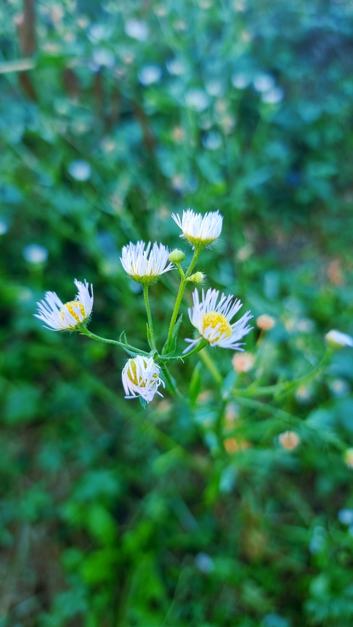 A close-up, vertical shot captures a cluster of small white daisies with yellow centers, some fully bloomed and others still in bud, against a softly blurred green background. The flowers are arranged on thin green stems, with two prominent blooms at the top and another two slightly lower and to the left. One bud is visible at the top, and another flower is closing or wilting at the bottom left. The overall impression is one of delicate natural beauty, with the soft focus emphasizing the textures and colors of the flowers. The location is identified as Sant Joan les Fonts, Spain.