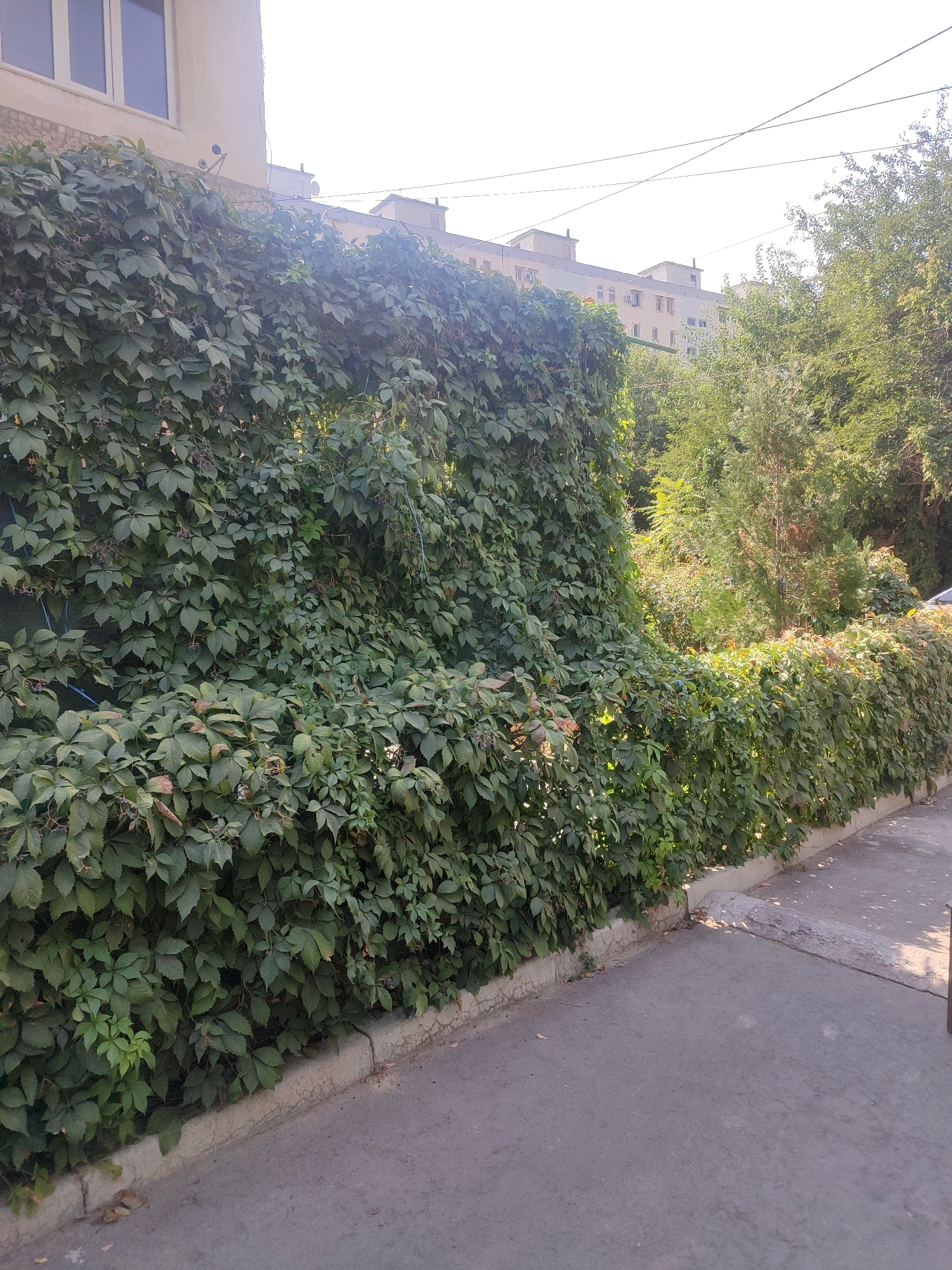 The image depicts a street scene in Tashkent, Uzbekistan, characterized by a dense, green ivy-covered wall and a sidewalk. The wall, composed of numerous overlapping leaves, extends along the right side of the frame, bordering a gray asphalt sidewalk. The sidewalk features a concrete curb and shows signs of wear and tear, with some patches of exposed earth and scattered dry leaves. Behind the ivy wall, various trees and bushes create a lush green backdrop. In the distance, multi-story apartment buildings are visible, a common architectural feature in Tashkent. The sky is bright and overcast, suggesting daylight hours. No people or vehicles are present in the immediate vicinity. The overall impression is one of a residential urban environment with abundant vegetation.