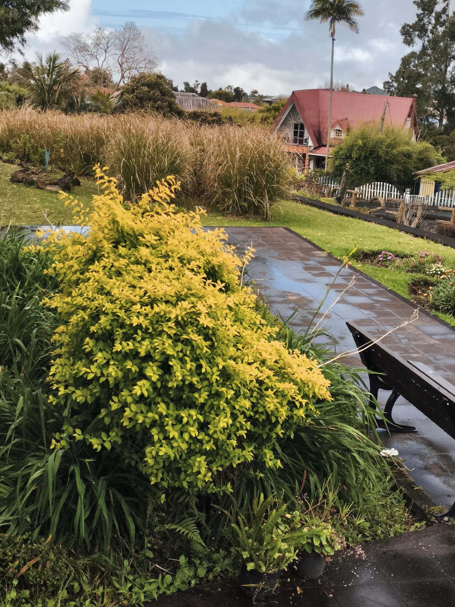 The image depicts an outdoor scene in La Plaine-des-Palmistes, France, featuring a pathway, vegetation, and a house in the background. A paved pathway, wet from recent rain, is visible in the foreground, leading towards the right side of the frame. Alongside the pathway, a vibrant yellow bush is prominently displayed, with lush green grass and ferns growing around its base. A dark wooden bench with ornate metal legs sits on the pathway, positioned to the right of the yellow bush. In the mid-ground, tall, dry reeds or grasses create a natural border. Beyond the reeds, a house with a distinctive red roof and white trim is visible. A tall palm tree stands near the house, and other trees and vegetation surround the property. The sky is cloudy, suggesting overcast weather. There are no people or animals visible in the scene.