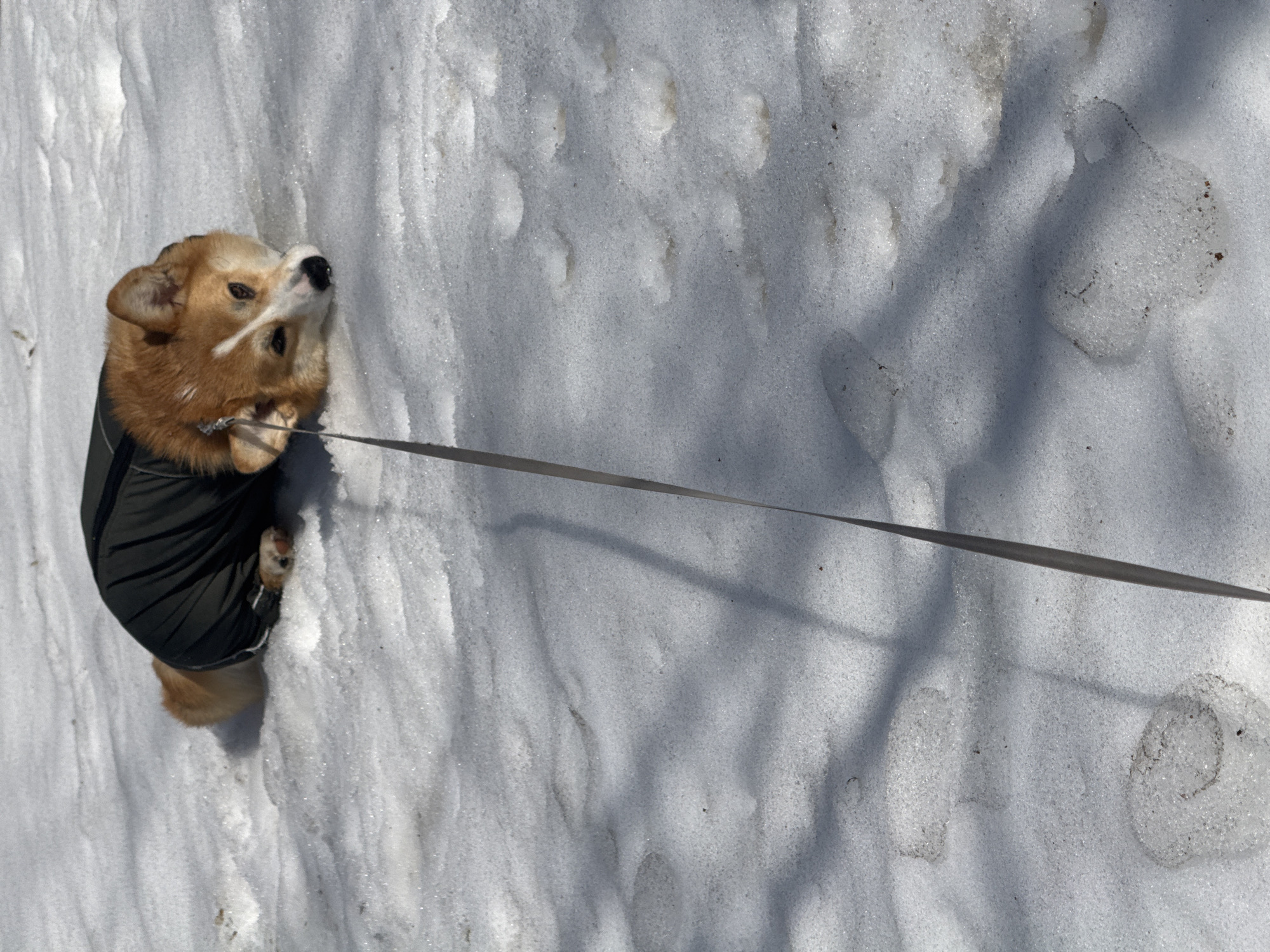 A corgi dog wearing a dark green jacket is standing in the snow. The dog is on a leash, which extends to the right of the frame. The snow is uneven with tracks. The location is unconfirmed for Votkinsk, Russia.
