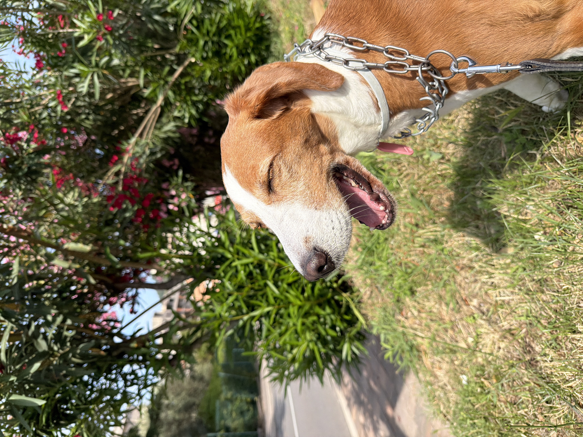 A medium shot photograph shows a medium-sized dog with brown and white fur sitting on grass in Stupovi, Montenegro. The dog's eyes are closed, and its mouth is open, with its tongue visible. The dog is wearing a silver chain collar and a pink leash is attached. In the background, there are lush green bushes and trees with pink flowers. A paved road with a white line is visible to the left of the dog. The lighting suggests it is a sunny day.