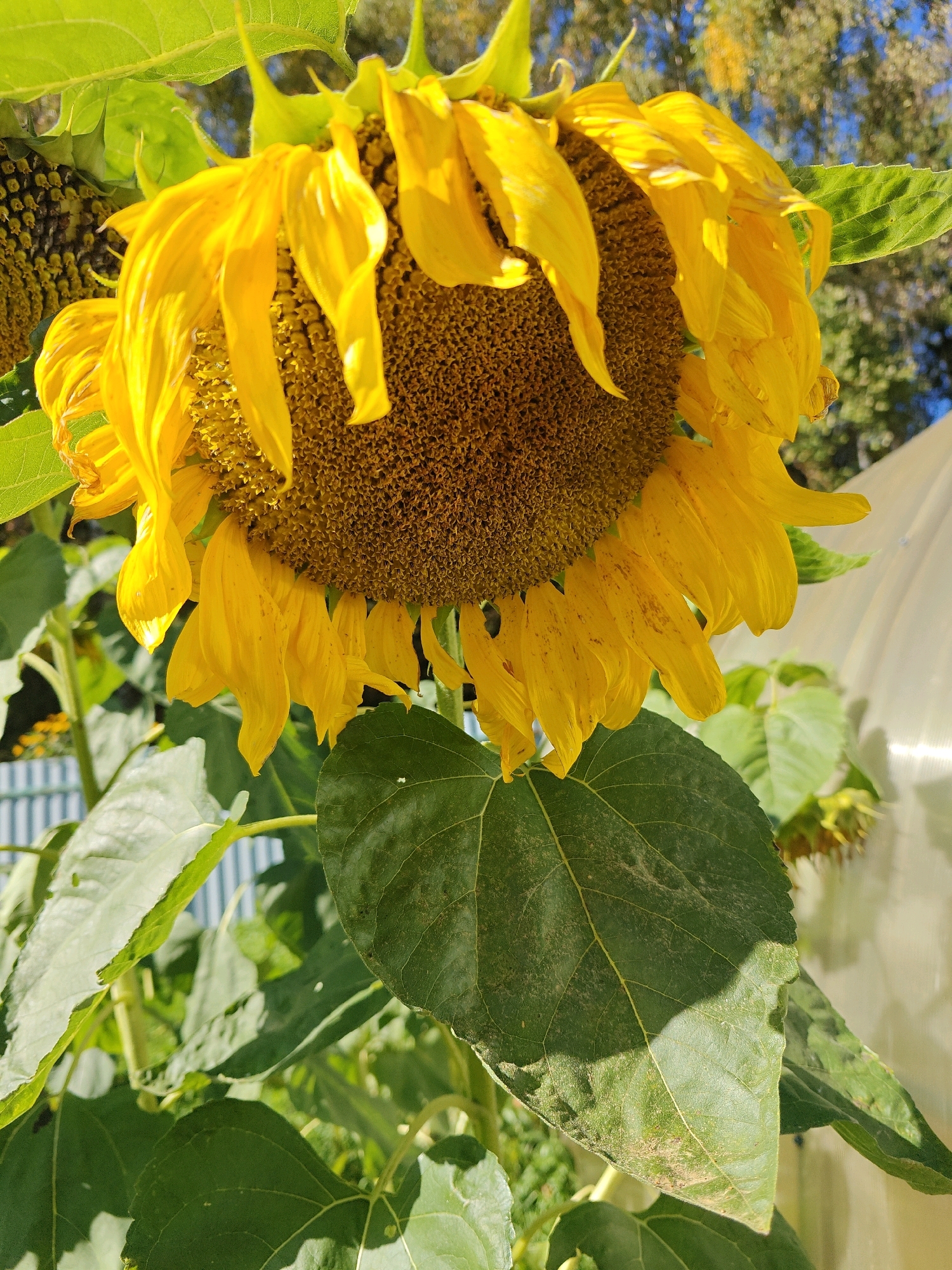 A close-up shot focuses on a large, mature sunflower head with drooping yellow petals and a dark brown seed-filled center. The sunflower is surrounded by lush green foliage, with one large, textured leaf prominently positioned in the foreground, casting a shadow. In the background, a blurred light-colored structure, possibly a greenhouse or covered area, is visible, along with hints of a blue sky and distant trees. The scene appears to be outdoors in a natural or garden setting. No people or animals are present. The image quality is good, with clear details of the sunflower and its leaves. The location is identified as Trubino, Russia.