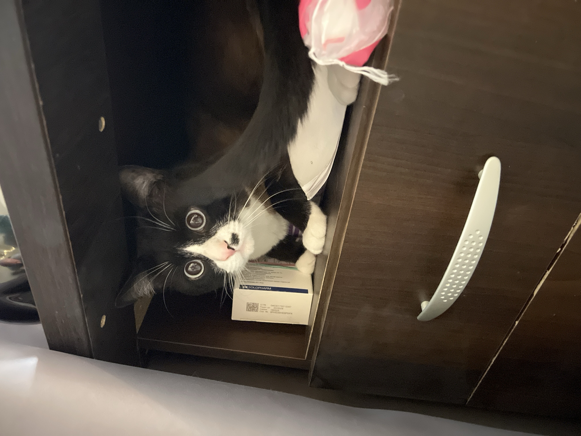 A black and white cat is perched inside a dark wooden cabinet with a white handle. The cat is looking at the camera, with a white box visible next to it. A white and pink bag hangs near the cat's head inside the cabinet. The label on the box reads "SOLOPHARMA" and includes information in Russian, confirming a possible location in a Russian-speaking area. Based on the provided information, the specific location in the city of Noviy, Russia, cannot be determined.
