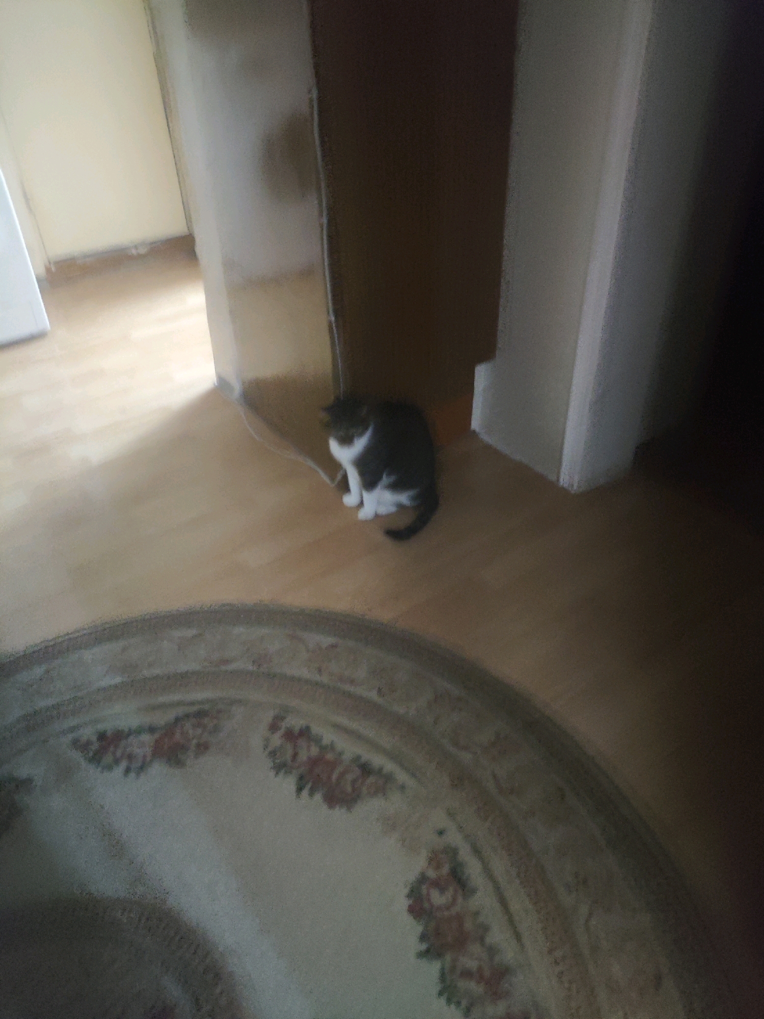 A black and white cat is sitting on a wooden floor near a doorway. The cat is facing left and appears to be looking down. The floor is light brown and has a circular rug with a floral pattern in the foreground. The walls in the background are white. The scene appears to be indoors, possibly in a residential setting. The image is slightly blurry, making it difficult to discern fine details. The location is identified as Kizilyurt, Russia.
