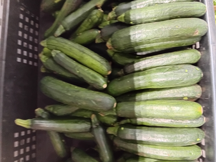 A close-up, high-angle view shows a large quantity of green zucchinis (courgettes) piled inside a dark grey or black plastic bin, likely a produce display crate. The zucchinis vary in size, ranging from approximately 15 to 30 centimeters in length, with typical cylindrical shapes and a mix of dark and medium green skin, some exhibiting light blemishes or marks. The bin has a perforated pattern visible along its upper edge, suggesting ventilation or stacking capabilities. The scene is consistent with a retail fresh produce section, such as in a supermarket or market stall, located in Mlolongo, Kenya. There are no people visible, and no specific actions or interactions are depicted beyond the static arrangement of the produce.