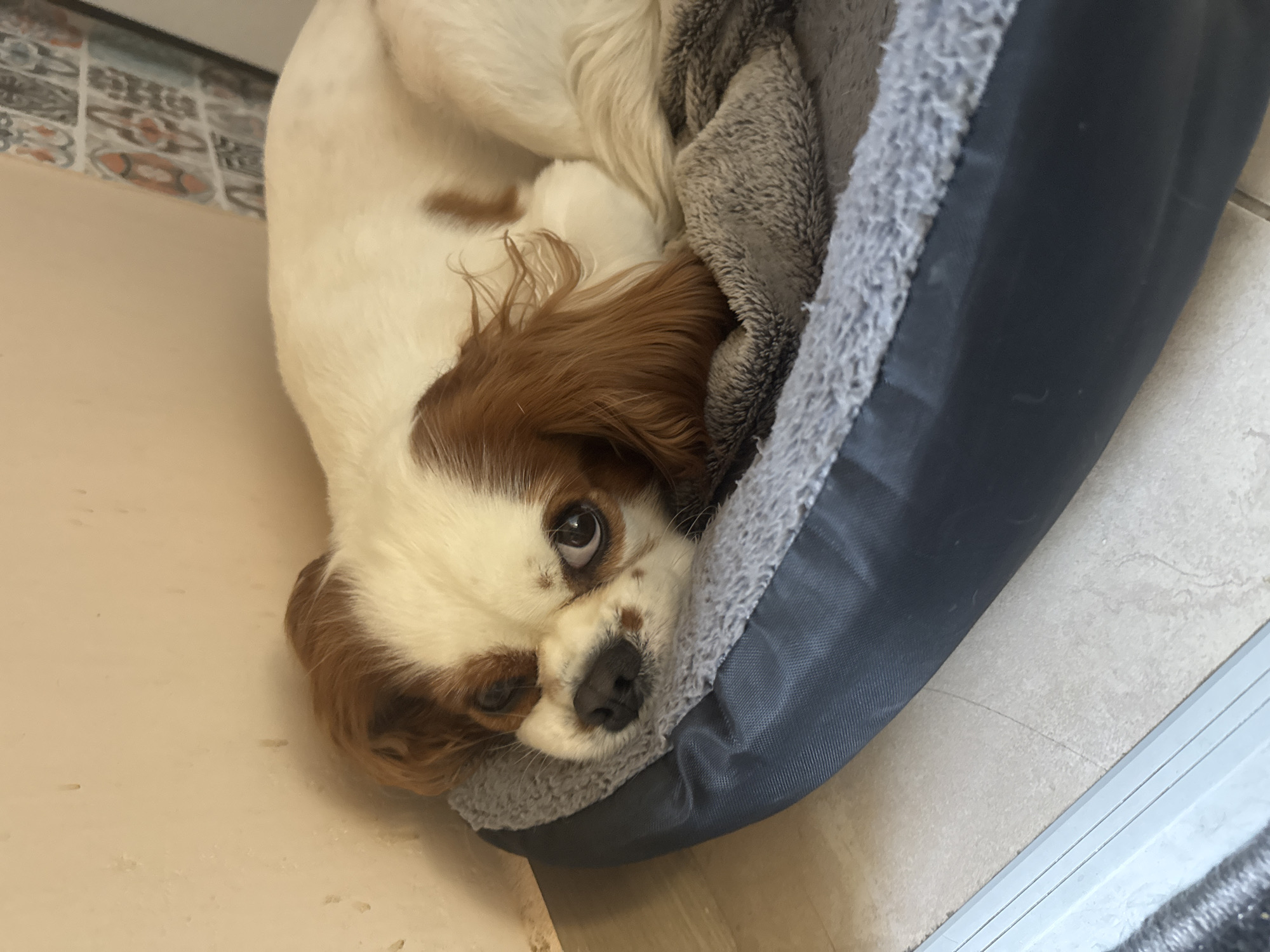 A Cavalier King Charles Spaniel is lying in a blue dog bed with a gray faux-fur lining. The dog has a white and brown coat and is looking up at the camera. The bed is sitting on a beige floor next to a tiled wall. The location cannot be determined as Plovdiv, Bulgaria based on the provided image.