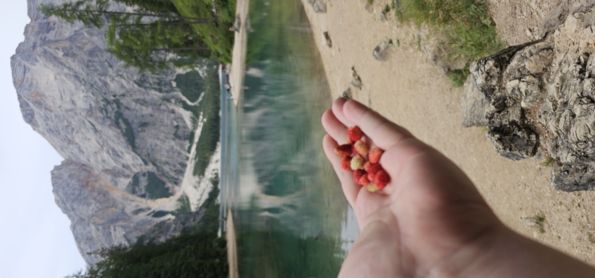 A hand holds a cluster of wild strawberries over a body of water. The hand is positioned in the lower-left corner of the frame and is light-skinned. The strawberries are small and vary in color from red to pale yellow. Behind the hand and strawberries is a tranquil lake with clear, turquoise water that reflects the surrounding mountains. The lake shore is sandy and dotted with rocks and sparse vegetation. In the background, imposing, rugged mountains rise under a cloudy sky. The scene is set in the Prags - Braies valley in South Tyrol, Italy, known for its stunning natural beauty. There are no other discernible people or actions in the image besides the presentation of the strawberries.