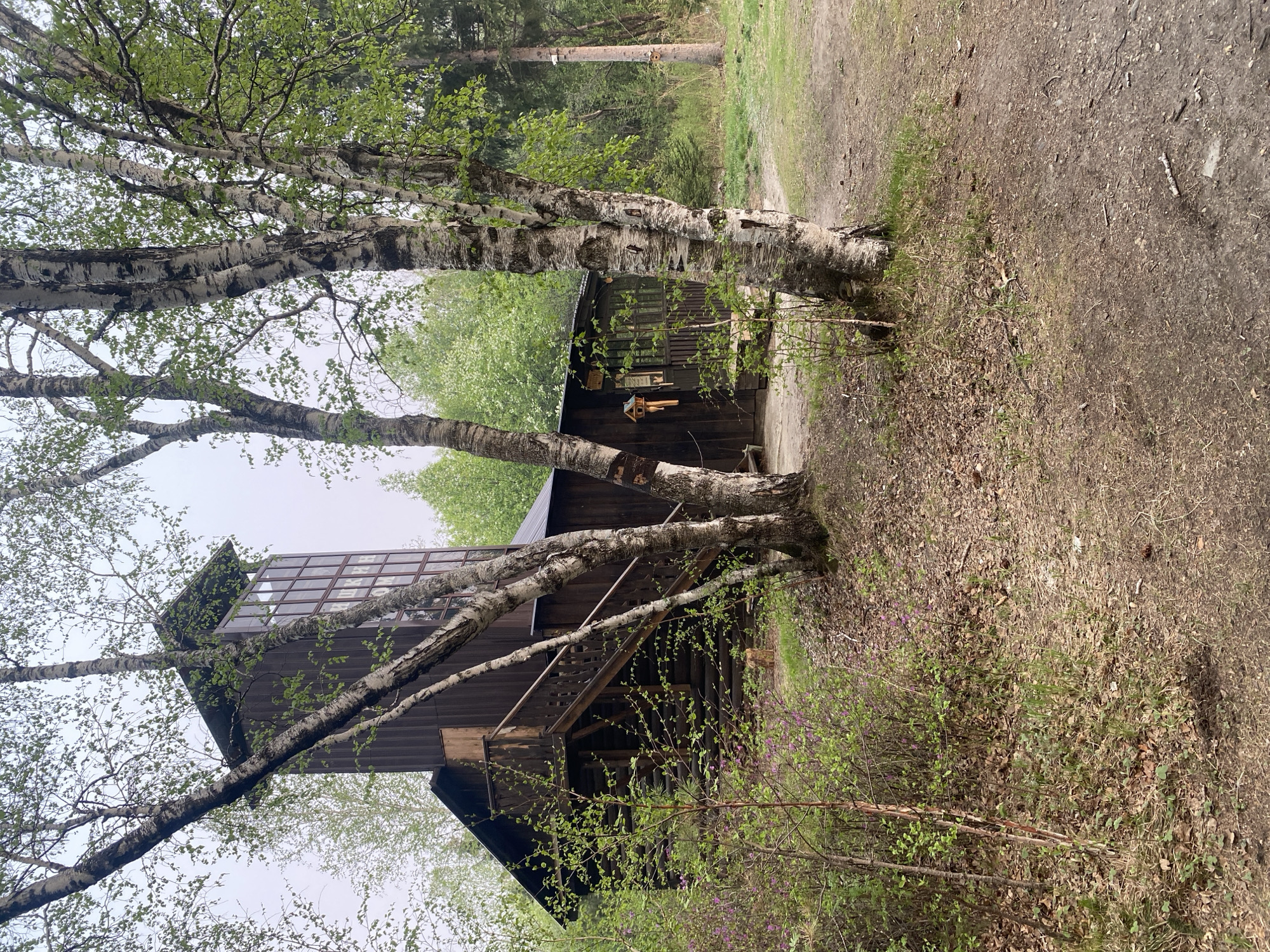 The image depicts a two-story wooden building nestled among birch trees in a forested area. The building has a distinctive design, with a section of the upper story featuring numerous windows. A staircase leads to an upper entrance. In the foreground, birch trees with characteristic white bark obscure parts of the building. The ground is covered with leaf litter and sparse vegetation. A pathway can be seen adjacent to the building, leading into the wooded area. A small birdhouse is affixed to the building. The location is Unknown, Unknown.