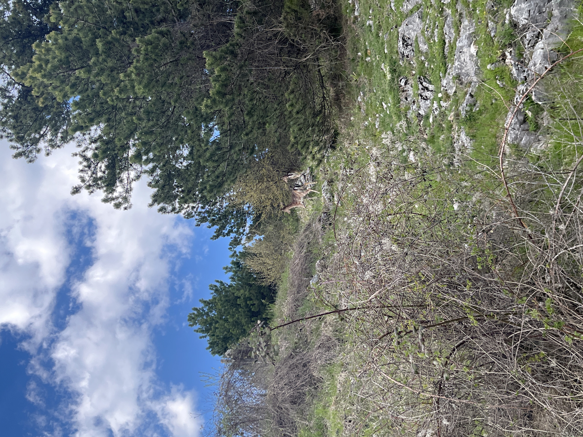 The image depicts a landscape near Turyan, Bulgaria, featuring a hillside with vegetation, including trees, grasses, and bare, thorny shrubs. A patch of blue sky with scattered white clouds is visible in the upper-left corner. A group of three deer are standing amidst the trees. The hillside appears rocky in places, with a mixture of green foliage and exposed rock surfaces.