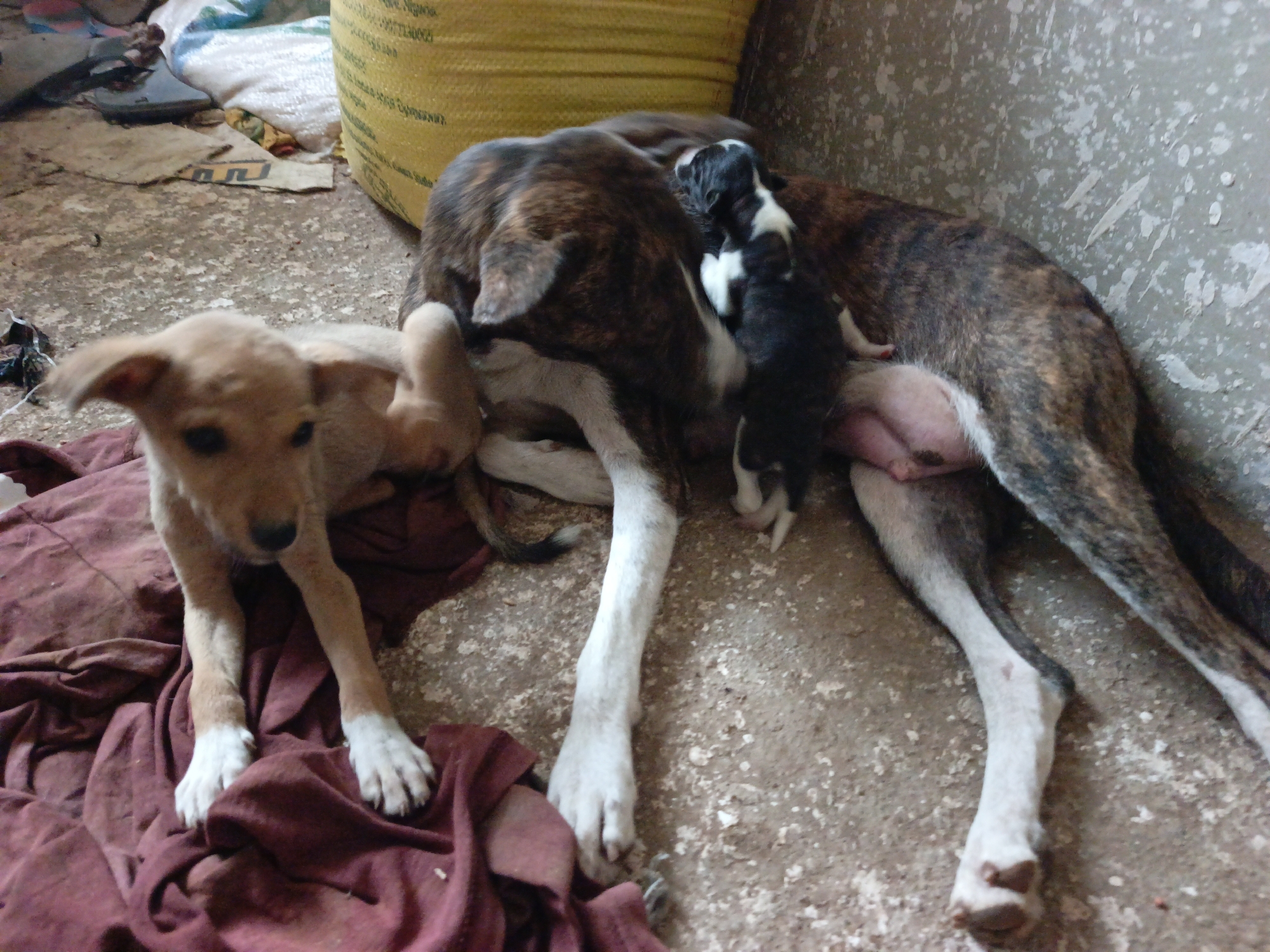 A mother dog with brindle (brown, black, and white streaked) fur is resting on a rough, grey concrete floor, actively nursing several newborn puppies. Two small, black and white puppies are visible suckling from her underside. Beside the mother, a slightly older, light brown puppy with white paws is lying on a dark red or maroon piece of fabric, looking towards the viewer with an alert expression.
The setting appears to be an indoor or sheltered outdoor space, characterized by the worn concrete floor and a distressed light-colored wall with paint splatters or peeling sections on the right. In the background, a large, tightly woven yellow sack stands upright, possibly containing grain or feed. Various small pieces of debris, including white plastic and paper fragments, are scattered on the floor. Other faint objects like footwear and another white bag are barely visible in the far background.
The scene conveys a sense of maternal care as the mother dog attends to her young. The lighting suggests daytime, but it's not possible to determine if it's natural or artificial. Indistinct dark text is visible on the yellow sack, but it is not legible.