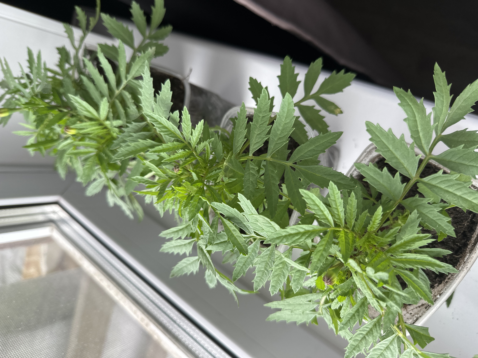 This image captures a close-up, high-angle view of several young green plants, likely marigold seedlings, arranged in a row on a white windowsill. The plants are vibrant with deeply lobed and serrated leaves, characteristic of marigolds. Small, undeveloped flower buds, some with a subtle purple hue, are visible among the foliage, suggesting the plants are beginning to bloom.
Each plant is housed in a small, individual pot; some appear to be clear plastic cups, while others might be opaque or biodegradable containers. Behind the row of plants, a window is partially visible, featuring a fine mesh screen over the glass. The background transitions to a dark, indistinct area, possibly a curtain or the shaded upper portion of the window recess.
The scene is illuminated by natural light entering through the window, indicating it is daytime. There is no human presence or activity depicted, focusing solely on the flourishing plant life. The setting is an indoor space, presumably a home, with the plants positioned to receive ample sunlight. No visible text is present in the image. The location context for this scene is Kuda, Russia.