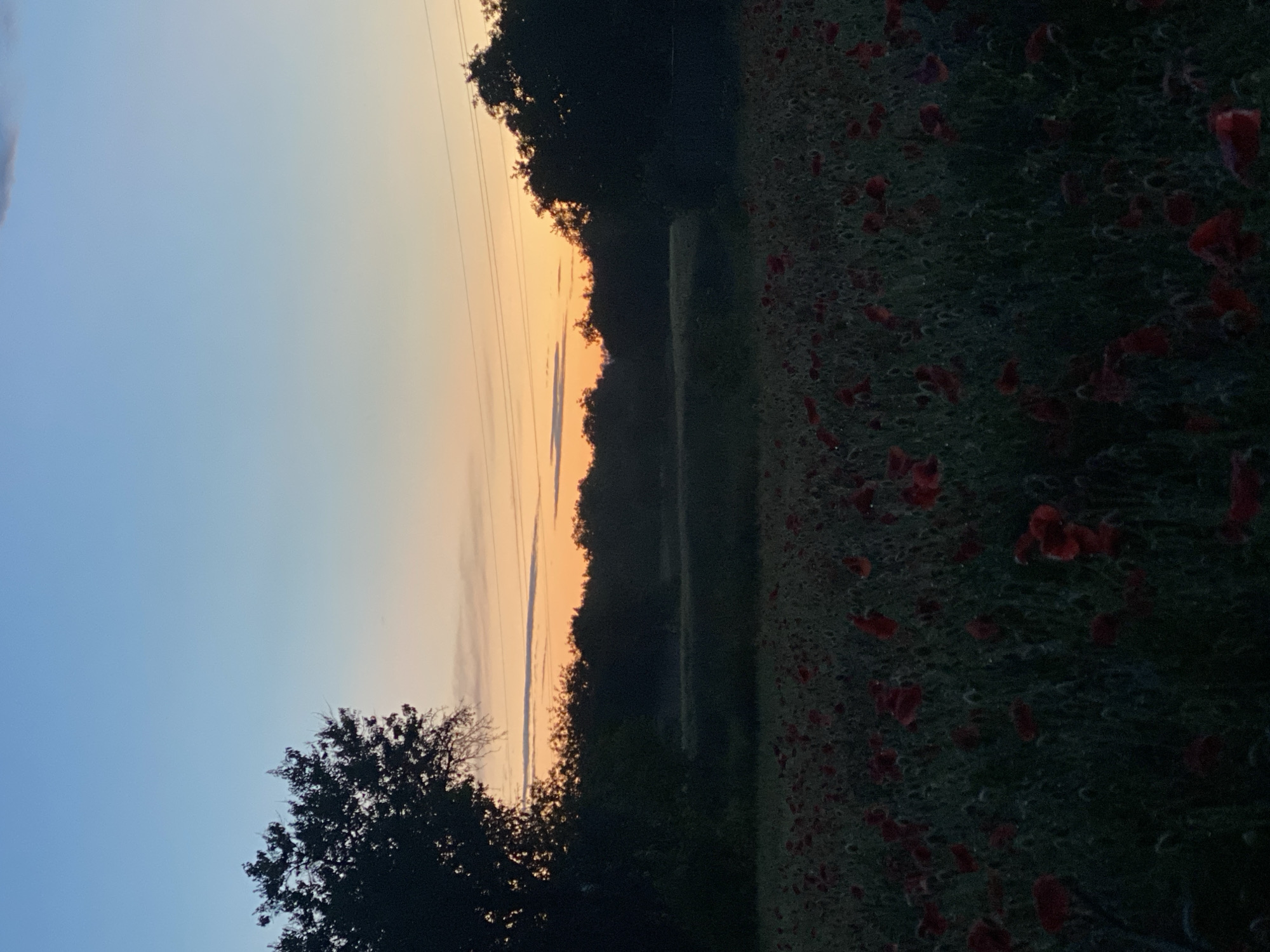 An outdoor, vertical, low-angle shot captures a field of red poppies at dusk. The sky transitions from a pale blue at the top to a warm orange and yellow near the horizon. Silhouetted trees and foliage form a dark line across the middle ground, with power lines visible in the distance. The foreground is dominated by a dense field of poppies, their red petals contrasting with the dark green foliage. The overall atmosphere is serene and natural, suggesting a rural landscape.