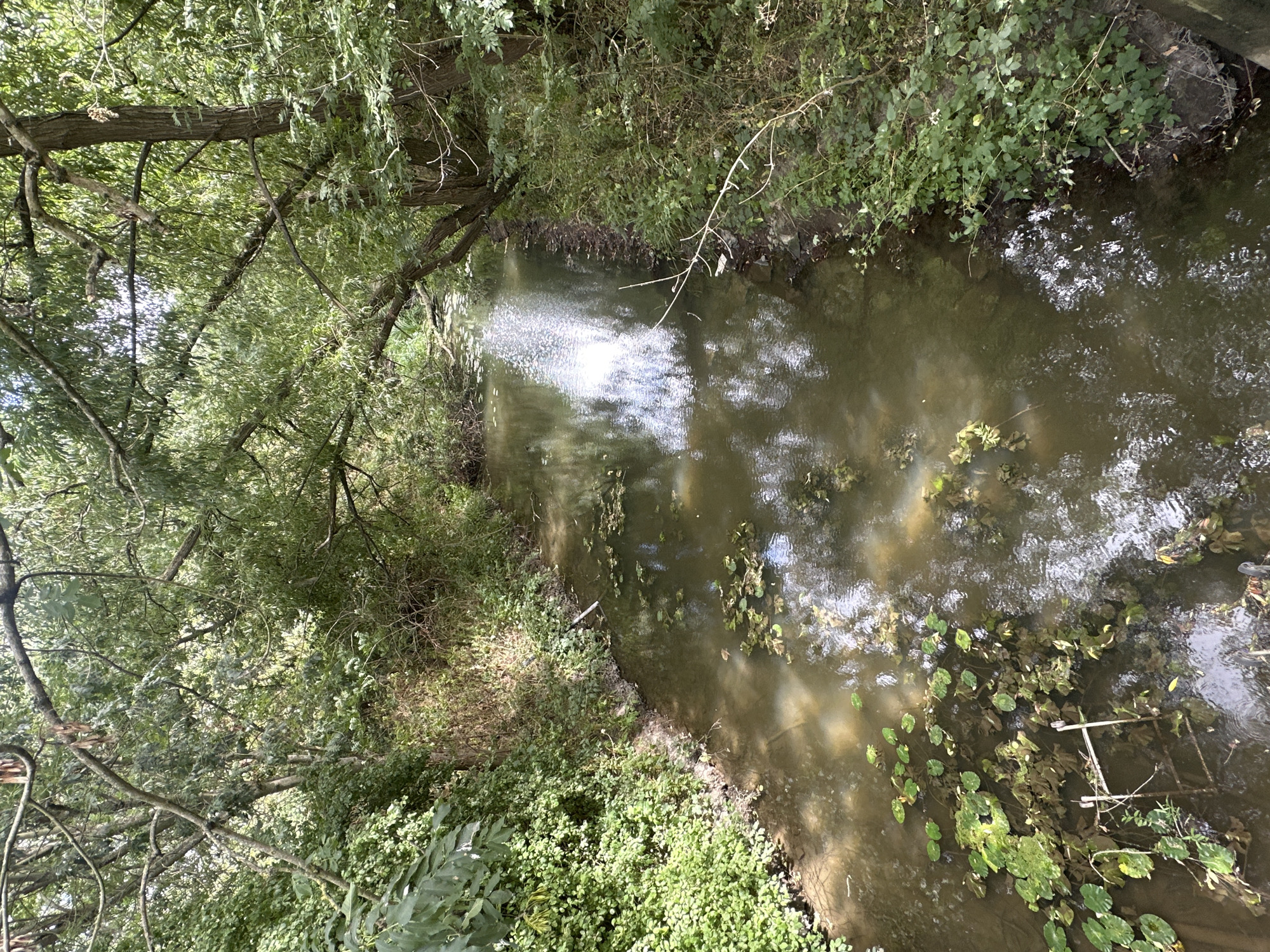 A medium shot captures a slow-moving stream flowing through a wooded area. The water is murky brown and reflects the dappled sunlight filtering through the dense canopy of green leaves overhead. Lily pads float on the surface, some submerged and others partially visible. The banks of the stream are overgrown with lush green vegetation, including bushes and trees with trailing branches that overhang the water. The scene suggests a natural, undisturbed environment. It is difficult to determine the exact location within Rugby, United Kingdom, but the dense foliage and stream are consistent with many of the town's green spaces and waterways, such as those found along the River Avon or within Brandon Marsh Nature Reserve. No people or animals are visible in the image. The overall impression is one of tranquil, natural beauty.