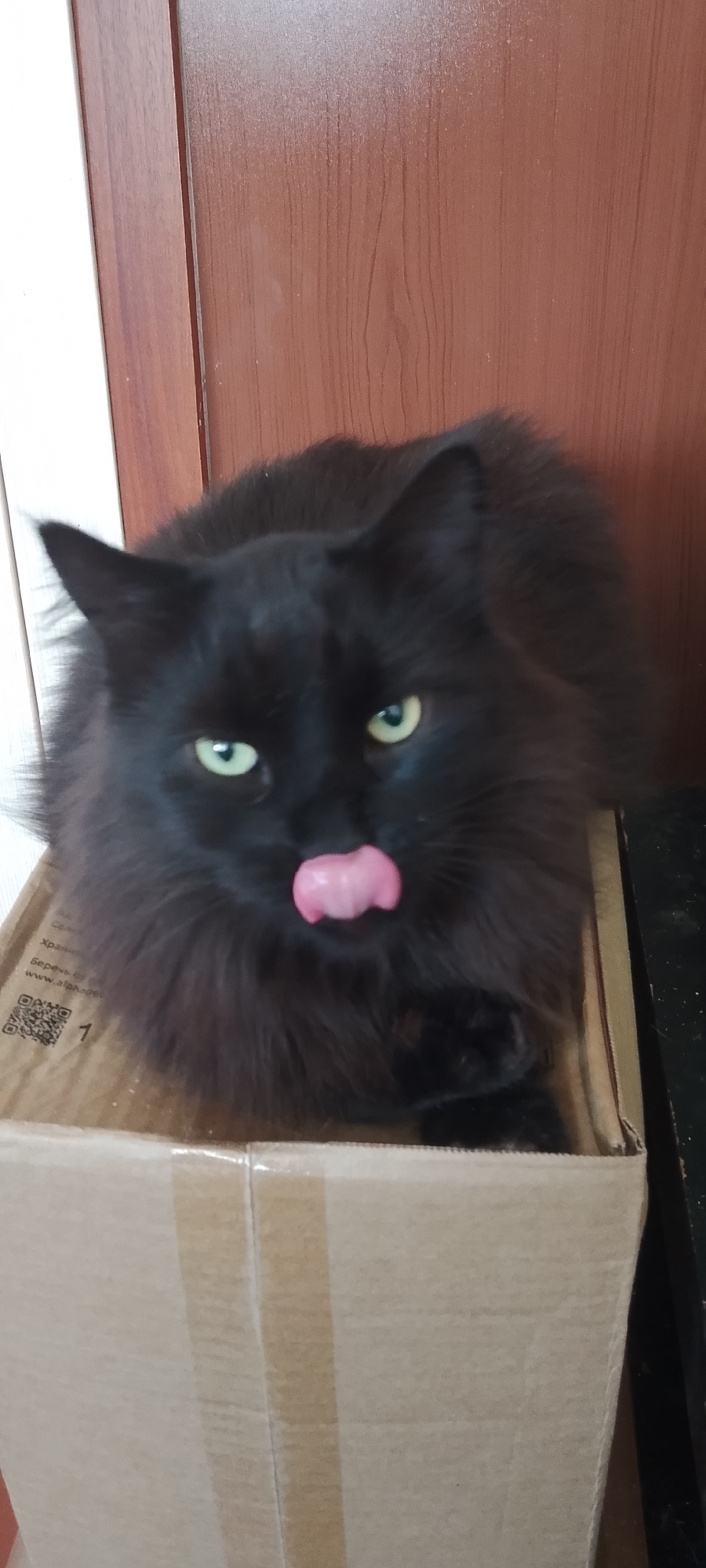 A black cat with green eyes and pink tongue is sitting in a cardboard box. The cat is in a room with a wooden door in the background. There is text and a QR code on the side of the box. This scene is likely located in an indoor domestic setting in Belgorod, Russia.