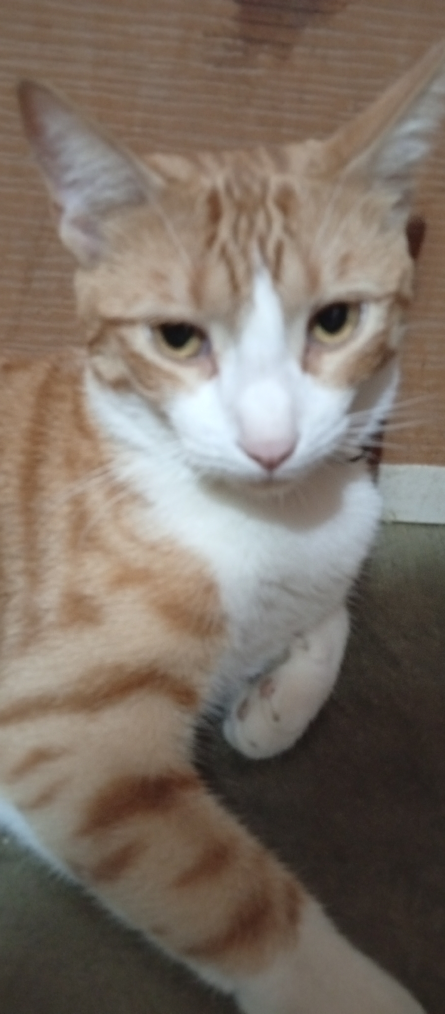 A ginger tabby cat with white markings on its face and chest is lying down. The cat has yellow eyes. The background consists of a wall, likely wood-paneled, and what appears to be dark green fabric. The location, Altagracia, Venezuela, cannot be verified from the visual content.