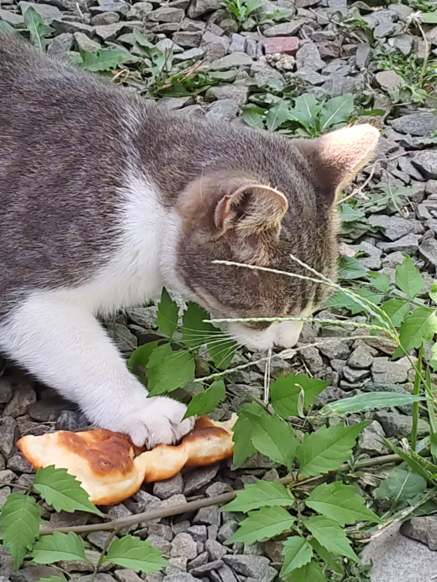 A grey and white cat is shown in close-up, lying on a surface of grey gravel with scattered green leaves. The cat's head is down, sniffing or eating pieces of light brown, baked goods, possibly flatbread or pastry, which are positioned in front of it. One of the cat's white paws is resting on the food. The background consists of more gravel and vegetation. The image appears to be taken outdoors, possibly in a garden or natural area within the city of Rostov-on-Don, Russia.