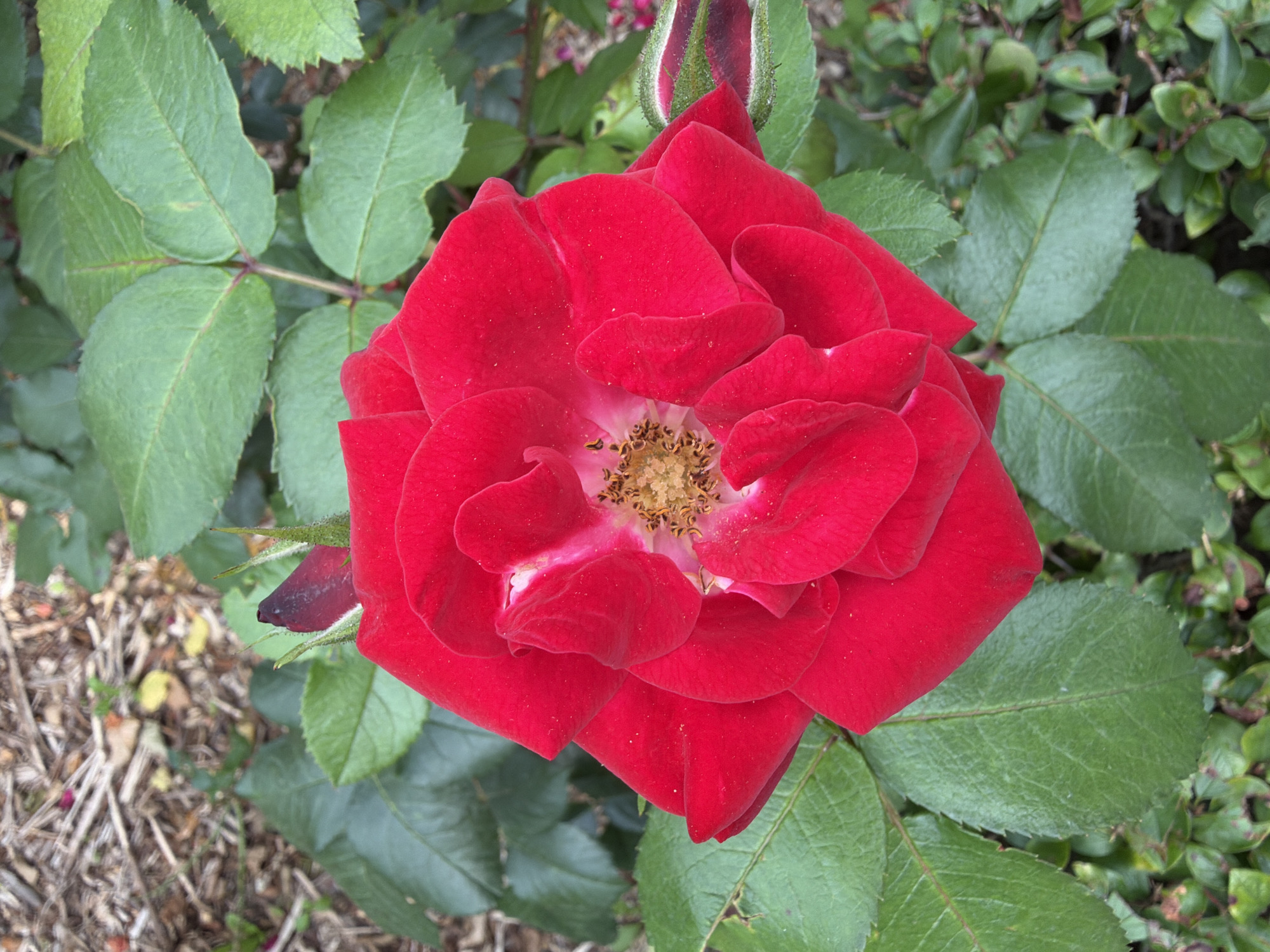 A close-up, overhead shot captures a vibrant red rose in full bloom, its petals unfurling to reveal a central cluster of stamens with a golden-brown hue. The rose is surrounded by lush green leaves, some of which show slight signs of wear, and a partially unfurled rosebud with a dark crimson tip. The background consists of dark soil interspersed with light-colored mulch and small, dry twigs, suggesting an outdoor setting. There are no people visible in the image. The scene is devoid of any urban elements or landmarks that would indicate a specific location within Riga, Latvia.