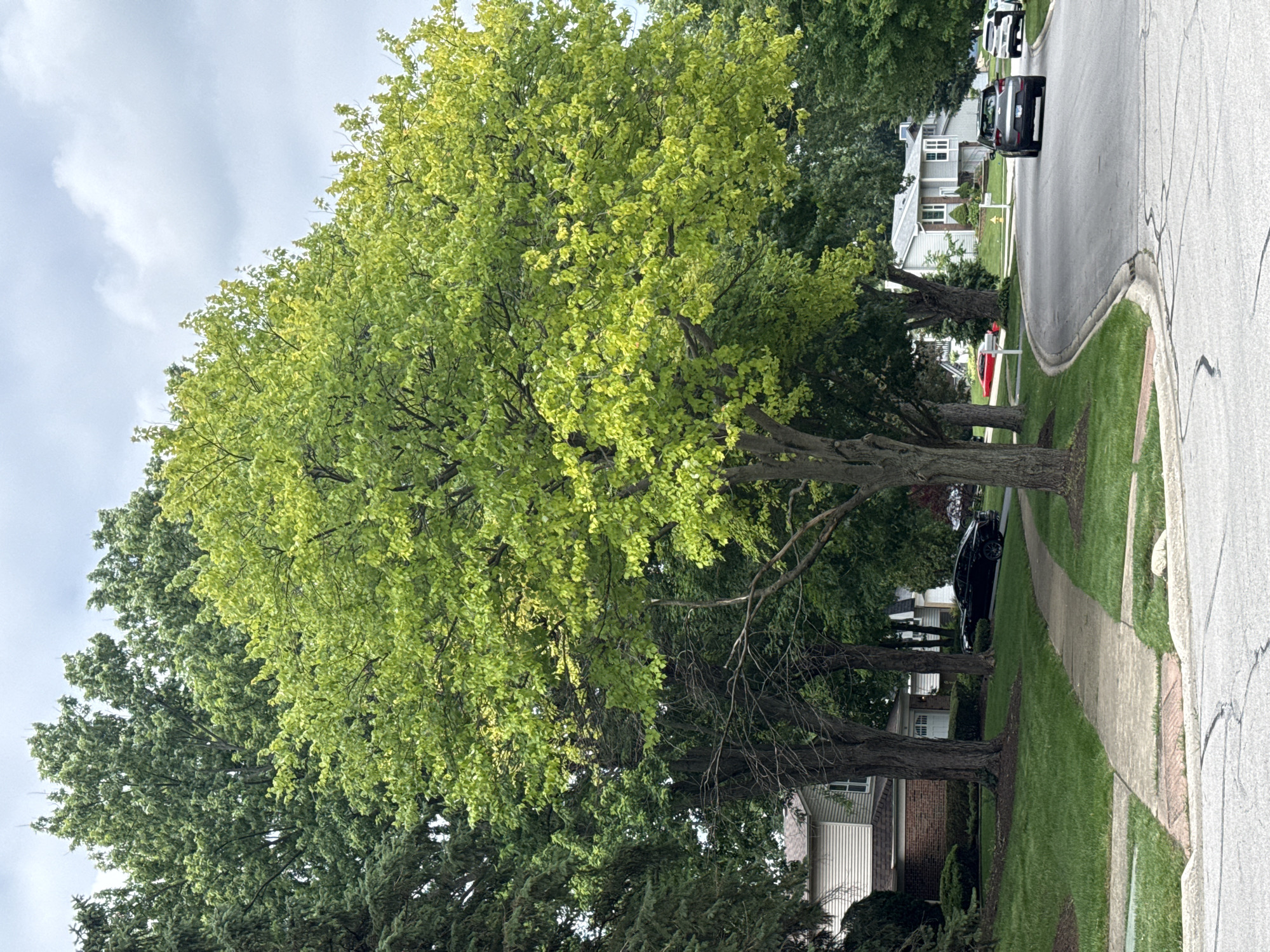 A bright green, deciduous tree dominates the center of the frame, its leaves illuminated by the sun. To its left, a tall evergreen tree stands, and behind them, more trees and the roofs of houses are visible. A paved sidewalk curves from the lower left towards the center of the image, bordered by a manicured lawn. A black sedan is parked on the right side of the sidewalk. The scene depicts a residential street in Bolingbrook, Illinois, United States of America, with a road curving through a neighborhood lined with trees and houses. The sky is overcast with some clouds.