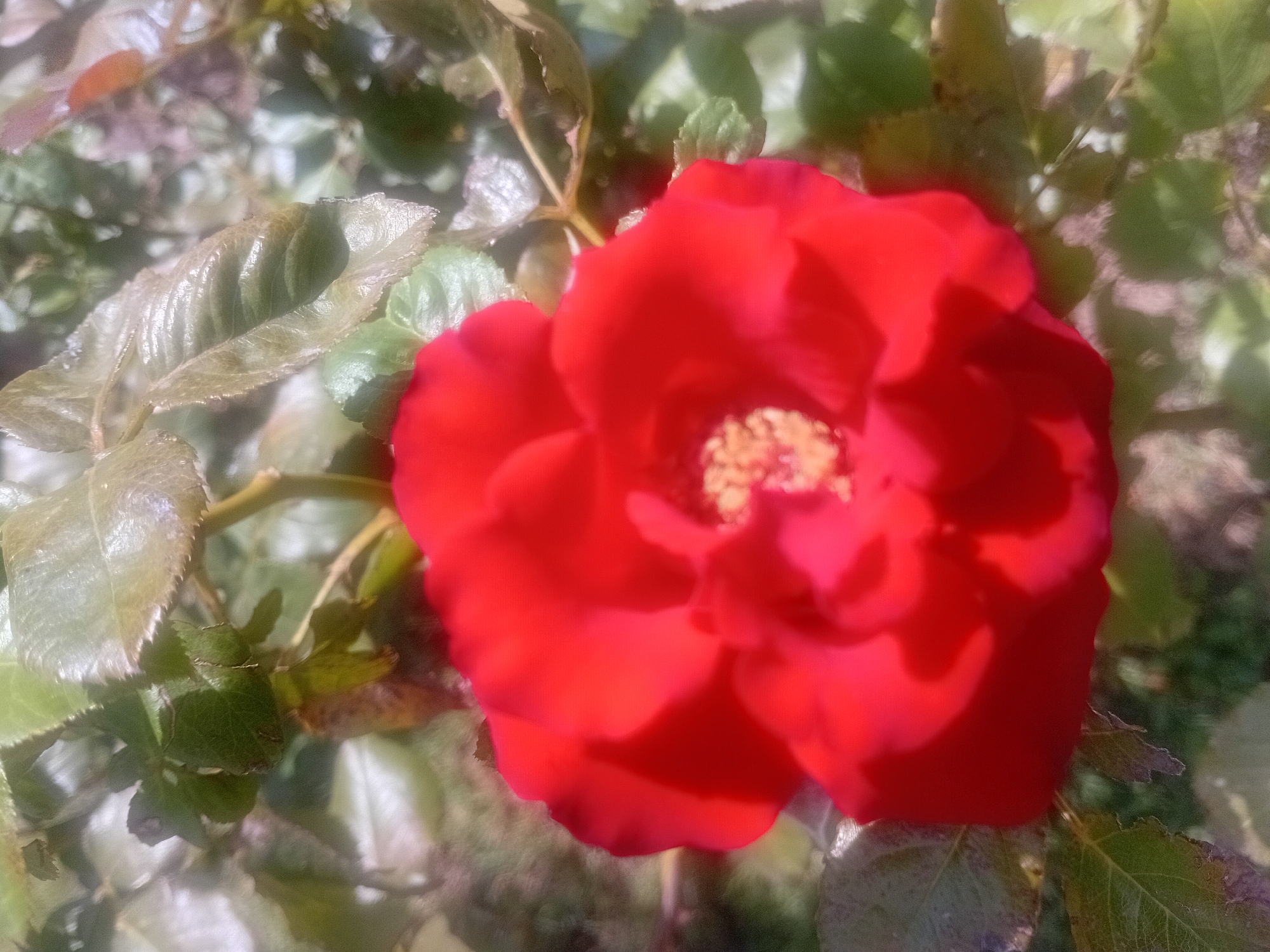 A vibrant red rose is in full bloom, its petals unfurling to reveal a cluster of yellow stamens at its center. The rose is surrounded by its green foliage, with some leaves showing a glossy sheen and others exhibiting signs of age or damage, such as brown edges. The background is softly blurred, suggesting a natural outdoor setting. The image appears to be a close-up shot, focusing on the intricate details of the flower and its immediate surroundings. The lighting suggests it was taken during the daytime, with sunlight illuminating the rose. The overall impression is one of natural beauty and delicate detail. This image could be from a garden or a natural landscape within Onikişubat, Turkey, a district known for its diverse flora.