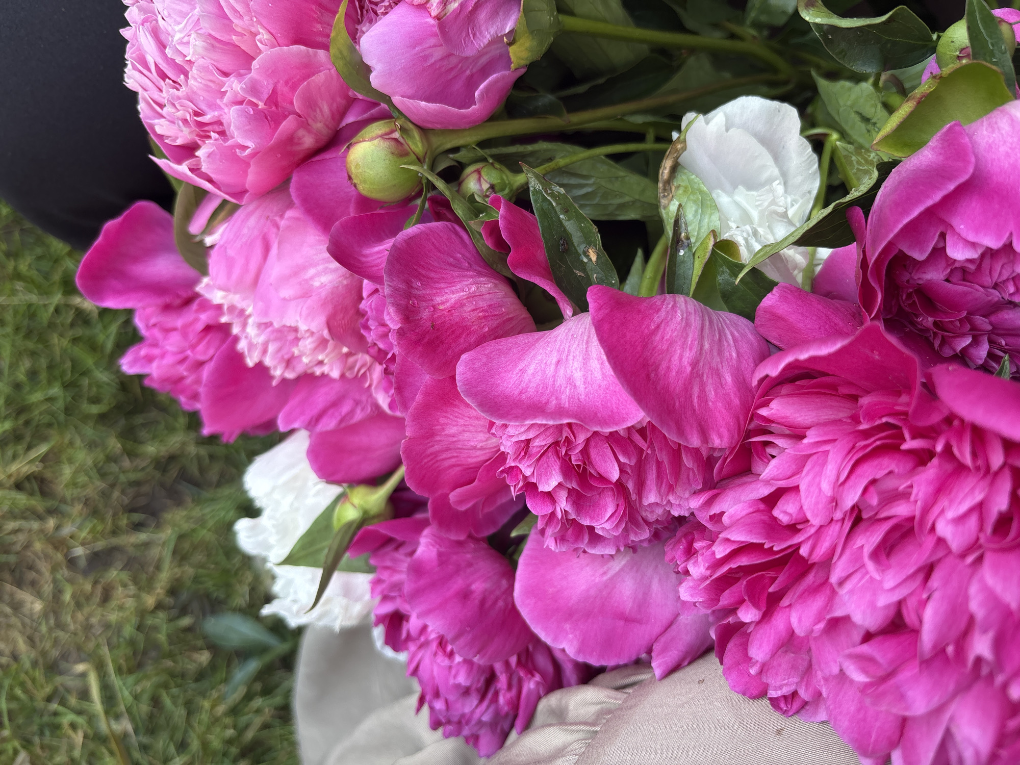 A close-up, overhead shot features a bouquet of vibrant pink peonies, with a few white peonies interspersed throughout. The flowers are lush and full, with many layers of petals. Some of the peonies are in full bloom, while others are still in bud. The background consists of green grass, suggesting an outdoor setting. A hint of a person's black clothing can be seen at the top right corner of the image, and a light-colored fabric, possibly a cloth or blanket, is visible on the left side. The lighting is natural, highlighting the rich colors and textures of the peonies. The scene does not provide any specific information about the city of Niva, Russia.