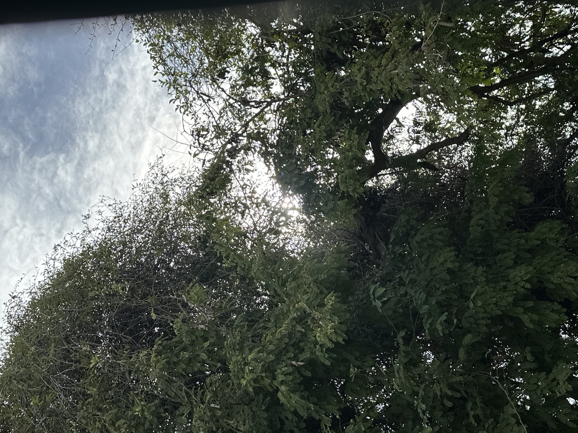 The image shows a view looking up through the dense branches and foliage of a tree. The sun is visible through a gap in the leaves, creating a lens flare effect. The sky above is partly cloudy with a bright, hazy appearance. Several seed pods hang from the branches of the tree. The image appears to be taken outdoors in Sabana de Guacuco, Venezuela, likely from ground level looking upwards. There are no people or animals visible in the scene. The overall impression is one of natural growth and the play of light through foliage.