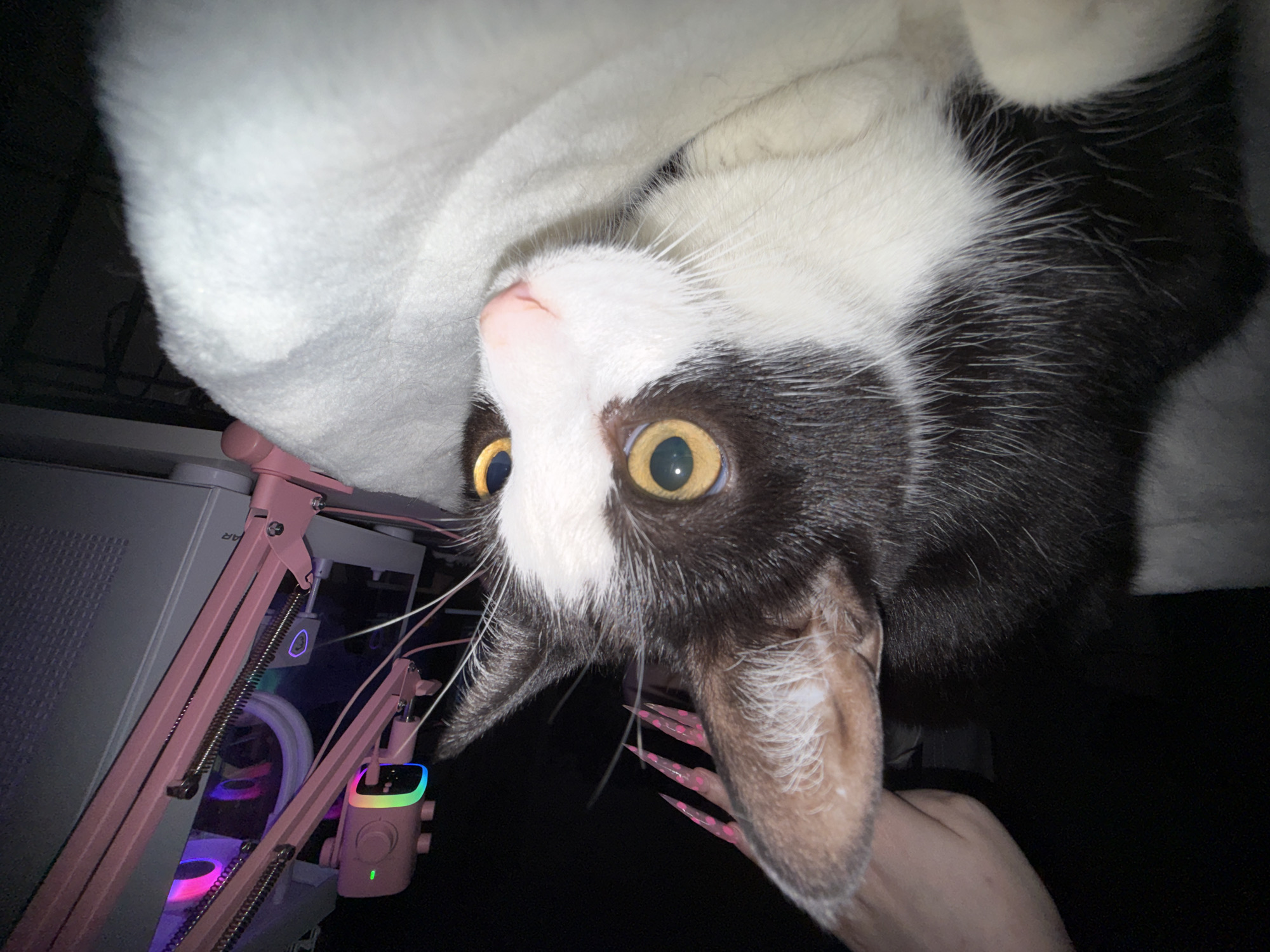 In a dimly lit room, a black and white cat with striking yellow eyes is the central subject. The cat is nestled in a fluffy white blanket or fabric, with its body mostly obscured by the material. The cat's face is turned to the right, with its gaze fixed on something outside the frame. Its ears are perked, and its whiskers are clearly visible. Behind the cat, a pink microphone arm with a colorful RGB light is attached to a computer tower that also features RGB lighting. A human hand with long, pink nails is visible in the upper left corner of the image, seemingly interacting with or near the cat. The environment suggests a gaming or computer setup, possibly in a personal residence. The specific location in Reppolovo, Russia, cannot be determined from the visual information provided.