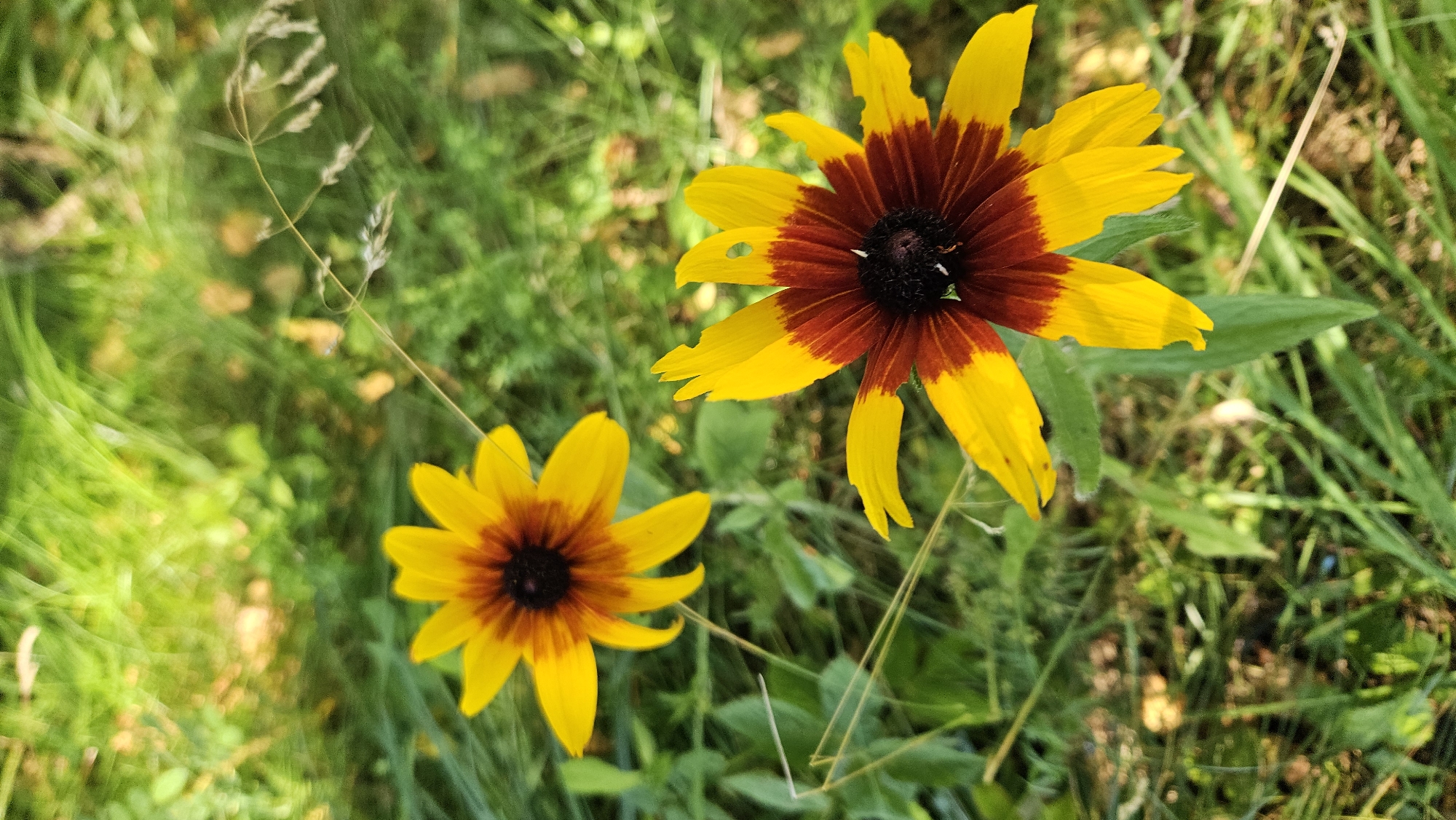 This is a vertical, medium-shot, eye-level photograph of two black-eyed Susan flowers in a field of green grass and other vegetation. The flowers are the primary subjects and are in focus. The flower in the foreground, on the right, is larger and closer to the viewer, with its petals slightly torn. The other flower, on the left, is smaller and further away, with its petals appearing more intact. Both flowers have dark brown centers and yellow petals that transition to a reddish-brown at the base. The background consists of blurred green grass, some fallen leaves, and dry grass stalks. The lighting appears to be natural sunlight, casting a soft glow on the scene. There are no people or animals visible. The overall impression is of a natural, outdoor setting, likely a meadow or garden, possibly in Kapūņi, Latvia, given the context.