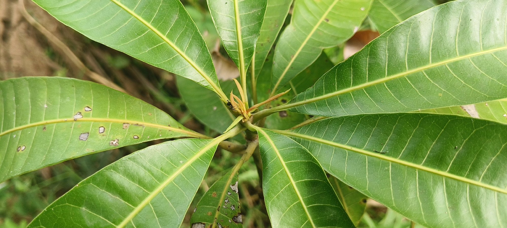This close-up image, taken in the vicinity of Viranarayanam, India, showcases the intricate details of a mango tree's foliage. Several vibrant green mango leaves, characterized by their prominent yellow veins and slightly elongated shape, dominate the frame. Some of the leaves exhibit minor imperfections, such as small, irregular brown spots or lighter patches, suggesting natural wear or minor damage. At the center of the image, a young mango shoot is visible, with delicate reddish-brown tendrils emerging. Perched on this shoot is a small, dark-colored insect, possibly an ant, actively engaged on the plant. The background is softly blurred, hinting at a natural, possibly outdoor environment with hints of other vegetation and earth tones. The focus is sharp on the leaves and the insect, highlighting their textures and forms.