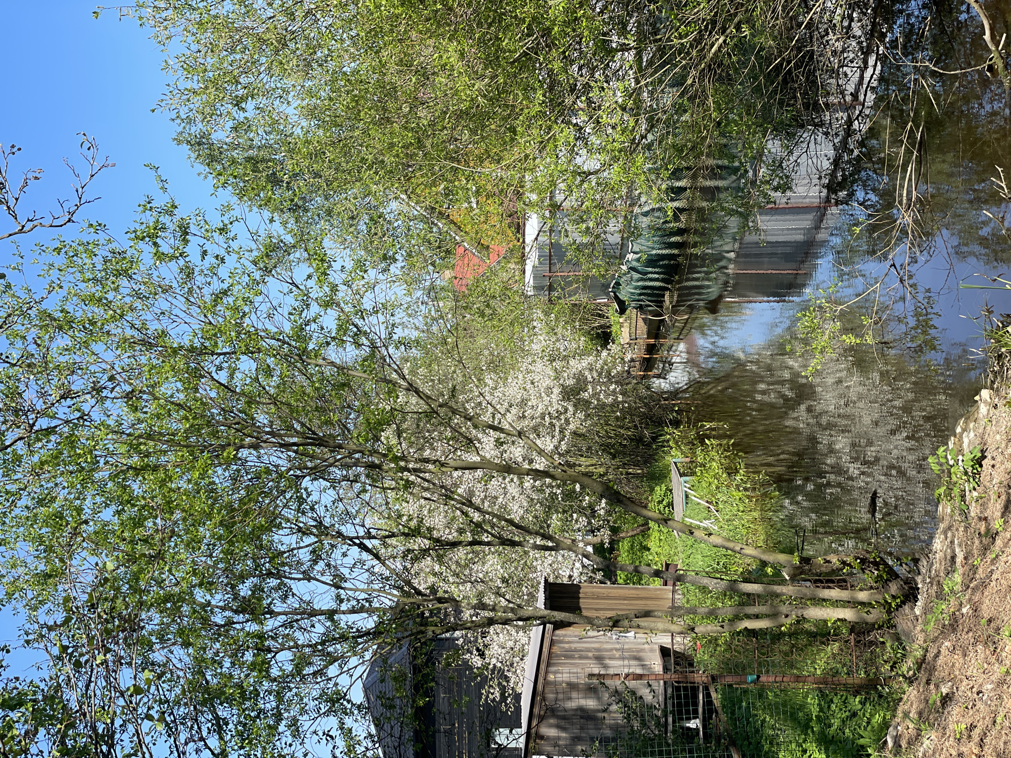 The image depicts a waterway in Sestroretsk, Russia, flanked by lush vegetation. A variety of trees, some in full bloom with white blossoms, line the banks. Several wooden structures are visible, including a shed or small building with a dark roof and wooden walls, and another structure possibly covered in green tarp. Reflections of the trees and structures are visible on the surface of the water. A metal fence is partially visible on the bank. The sky above is clear and blue. The image is taken in daylight.