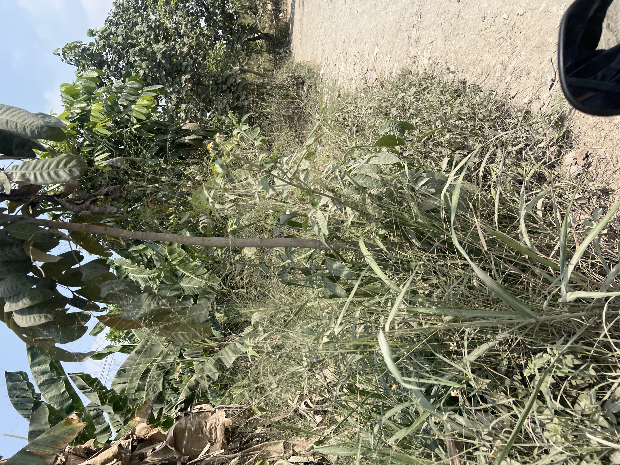 The image captures a roadside scene in Klapanunggal, Indonesia, characterized by lush vegetation and a dirt path. On the left, a cluster of large, dried banana leaves dominates the foreground, adjacent to tall, green grasses and smaller plants, some bearing tiny yellow flowers. A slender tree trunk rises vertically through the foliage. To the right, a dusty, unpaved road stretches into the distance, bordered by more greenery. In the background, dense trees with broad leaves form a natural barrier. The sky above is a clear, light blue. The bottom right corner of the image shows a portion of a black object, possibly a helmet or vehicle component, indicating the perspective is from someone on the move. The scene suggests a rural or semi-rural setting within Klapanunggal, likely during daylight hours with ample sunlight.
