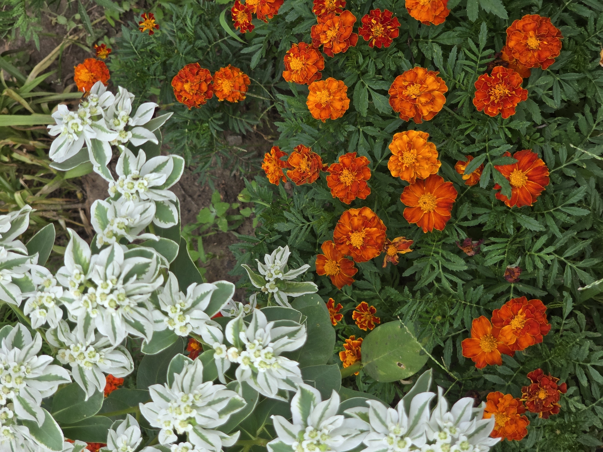 In Vyshneve, Ukraine, an outdoor garden scene features a close-up view of two types of flowers. Dominating the upper left quadrant are clusters of white flowers with green-edged leaves, possibly Snow-on-the-Mountain (Euphorbia marginata). Interspersed and filling the right and lower portions of the image are numerous bright orange and reddish-orange marigolds, with their characteristic ruffled petals. The marigolds are densely packed, creating a vibrant carpet of color against the backdrop of their dark green, feathery foliage. The ground beneath the flowers is partially visible, appearing as dark soil with some dry leaves and other natural debris. The lighting suggests a daytime scene, with natural light illuminating the flowers.