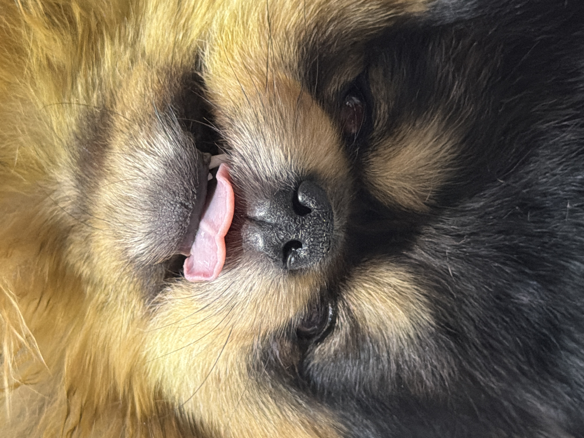 A close-up, rotated view of a dog's face with its tongue sticking out. The dog's fur is a mix of golden, brown, and black. The nose is black and textured. The eye is partially visible. The location, Cuautla, Mexico, is not determinable from the visual data.