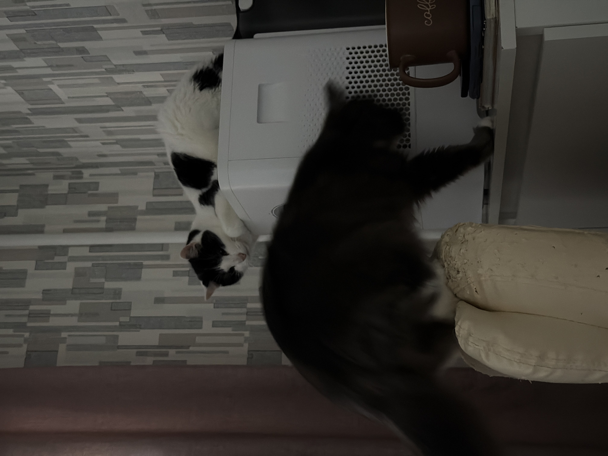 A digitally manipulated image shows a gray and a black-and-white cat on top of a white appliance, a cup, and a couch cushion. The image is presented upside down, with a textured wall and a section of purple fabric in the background. While there is no evidence to identify the location as Khimki, Russia, or any indication of human presence, the presence of domestic items and pets suggests a residential environment.