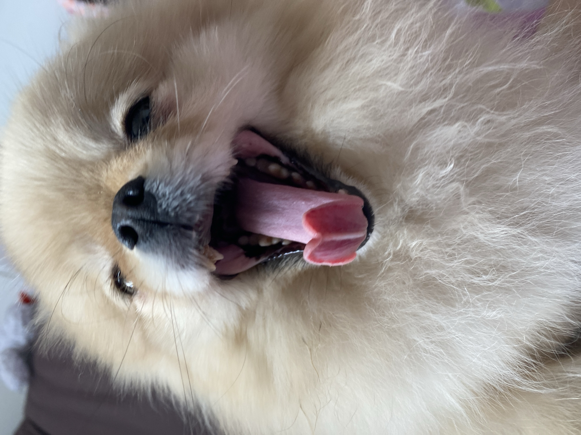 The image depicts a close-up view of a light-colored Pomeranian dog, possibly cream or light tan, with its mouth wide open. The dog's tongue is visible and prominent, and some teeth are also discernible. The dog's black nose is clearly visible, and both of its eyes are partially visible, appearing dark. The fur of the dog is fluffy and dense. The background is blurry and provides minimal context, but the dog appears to be indoors, on a surface that is possibly a bed or a soft cushion. The location of the scene is unknown.