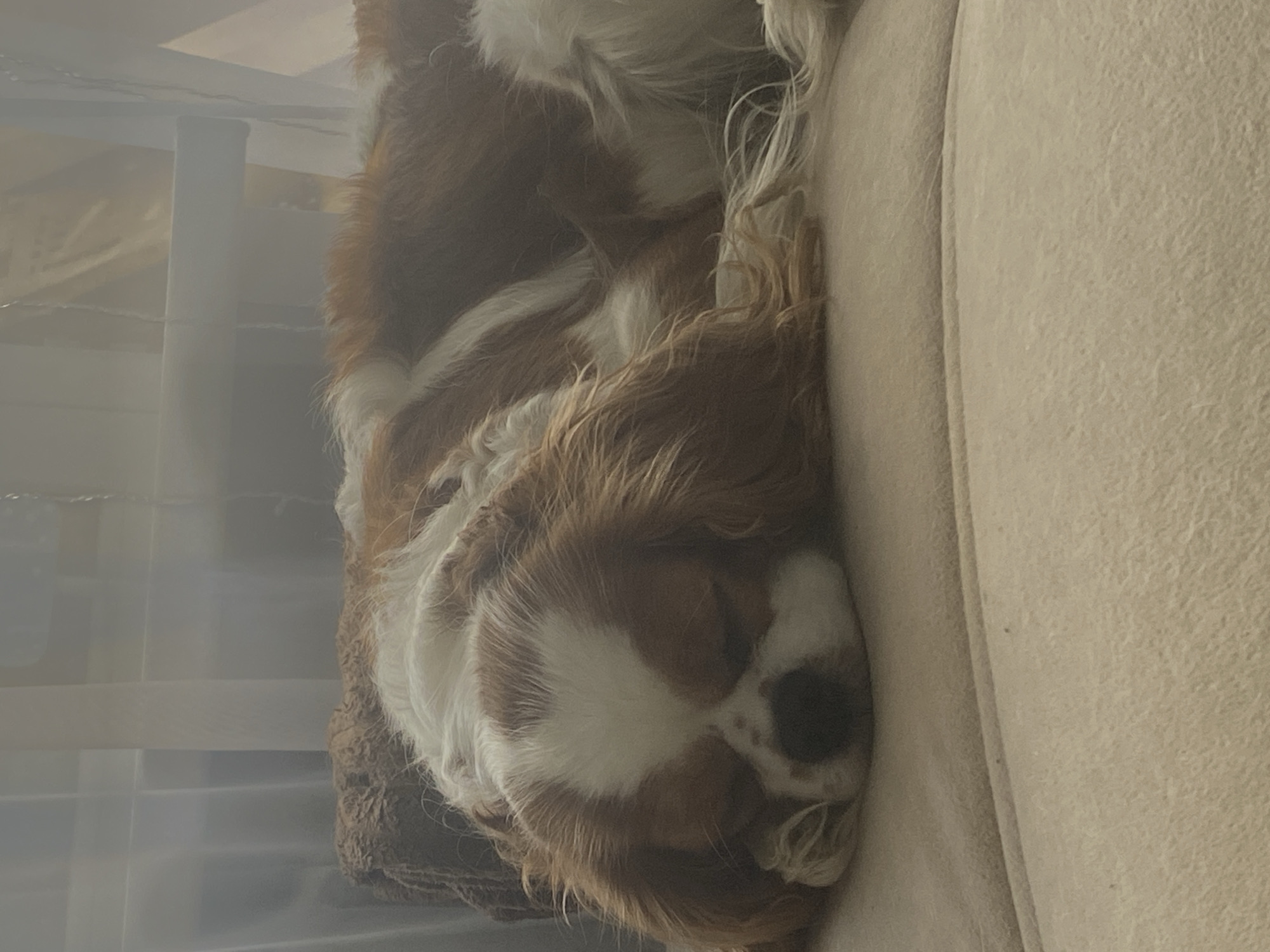 A Cavalier King Charles Spaniel dog is asleep on a tan-colored surface. The dog is lying on its side with its head resting on its paws. Its eyes are closed and its fur is a mix of white and reddish-brown. The dog is partially covered by a light-colored fabric, possibly a curtain or a sheet. The background is blurred and appears to be indoors, with hints of vertical lines suggesting blinds or a window. The overall impression is of a peaceful and comfortable scene.