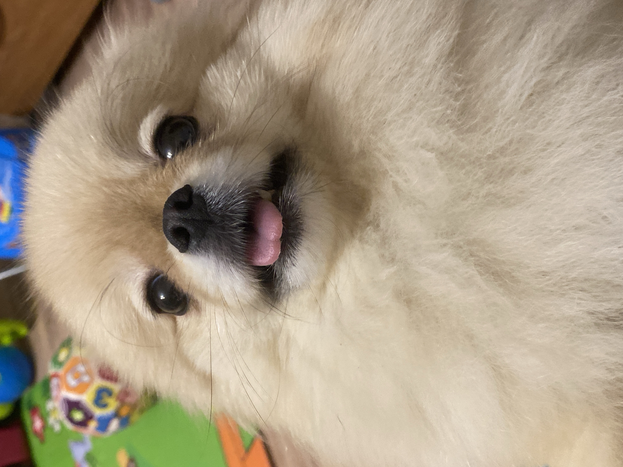 A close-up, slightly rotated image shows a light-colored, fluffy dog, possibly a Pomeranian, with its tongue sticking out. The dog has black eyes, a black nose, and light beige fur. The background includes what appears to be a child's play mat with colorful shapes and patterns. There are also glimpses of wooden furniture. The location is unknown.