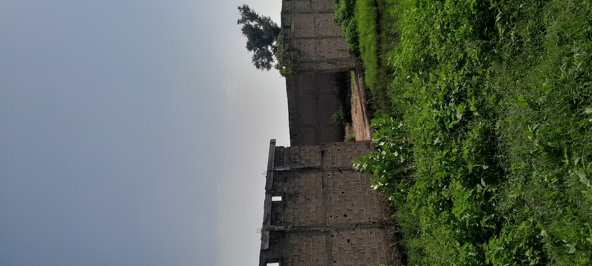 The image shows an outdoor scene in Jalingo, Nigeria, depicting an unfinished brick wall structure. The wall appears to be constructed from grey concrete blocks, with some sections showing exposed rebar at the top, indicating ongoing construction. The wall is partially open, creating an entrance or gap. In the foreground, lush green vegetation, including tall grass and broad-leafed plants, dominates the area. Behind the wall, a dirt path is visible, and further in the background, a single tree with a distinctive shape stands against a clear, pale blue sky. The overall impression is one of an undeveloped or under-construction site within a green environment.