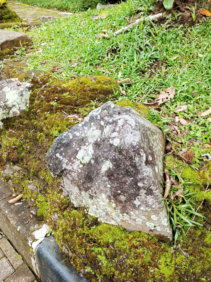 A gray rock covered in moss and lichen sits at the edge of a grassy area. More moss covers the surrounding rocks and a concrete curb. Patches of lush green grass grow behind the rock. Leaves and small plant debris are scattered among the grass and moss. The scene evokes a natural, overgrown setting.
