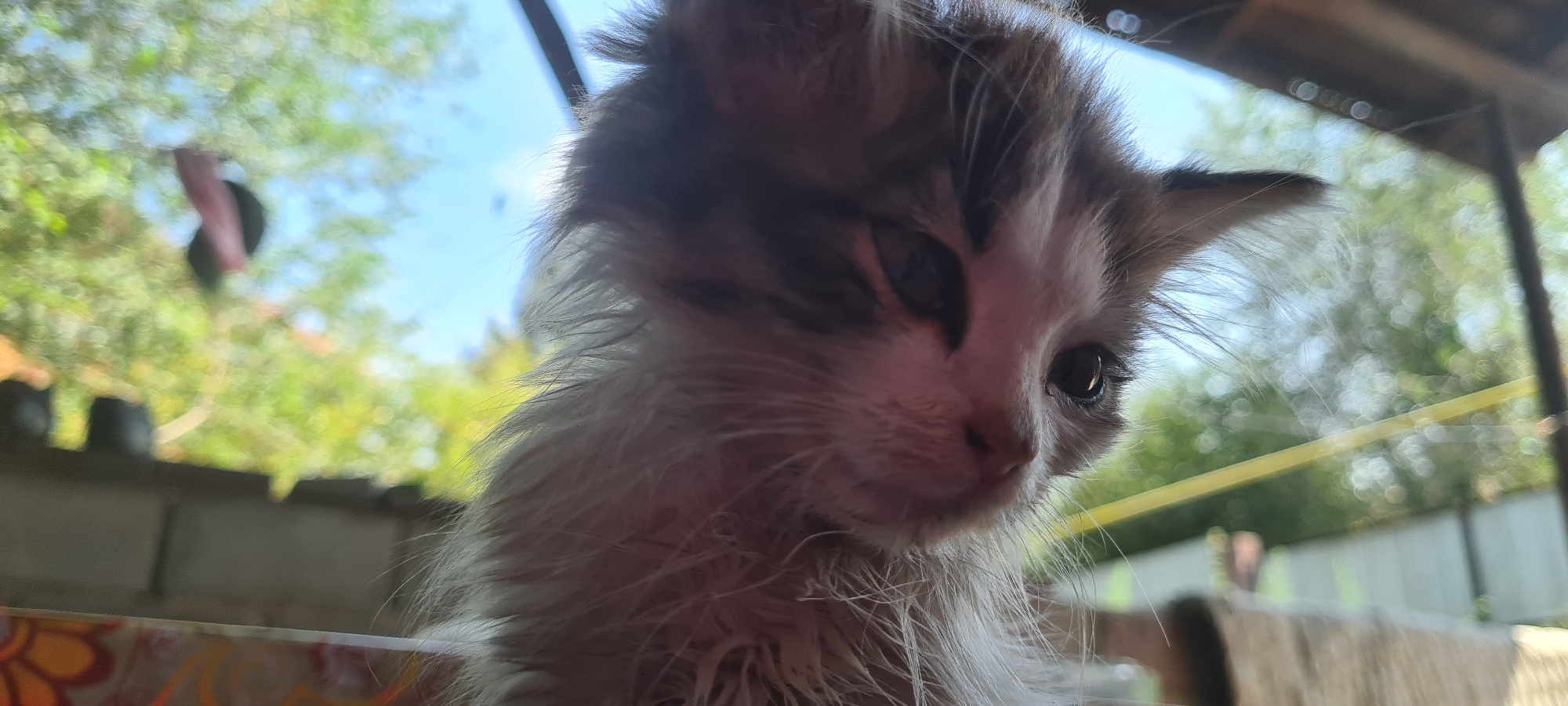 A low-angle, close-up shot captures a fluffy, grey and white kitten looking downwards, its face angled towards the camera. The kitten's fur is wispy and appears slightly wet or disheveled. Its right eye, dark and reflective, is clearly visible, while the left eye is partially obscured. The background is out of focus, showing green foliage and a blue sky, suggesting an outdoor setting. A thin yellow object is visible in the mid-ground, running vertically. A portion of a patterned surface, possibly a fabric or curtain with orange and brown floral designs, is visible on the left edge of the frame. The scene is likely situated in Belbulak, Kazakhstan.