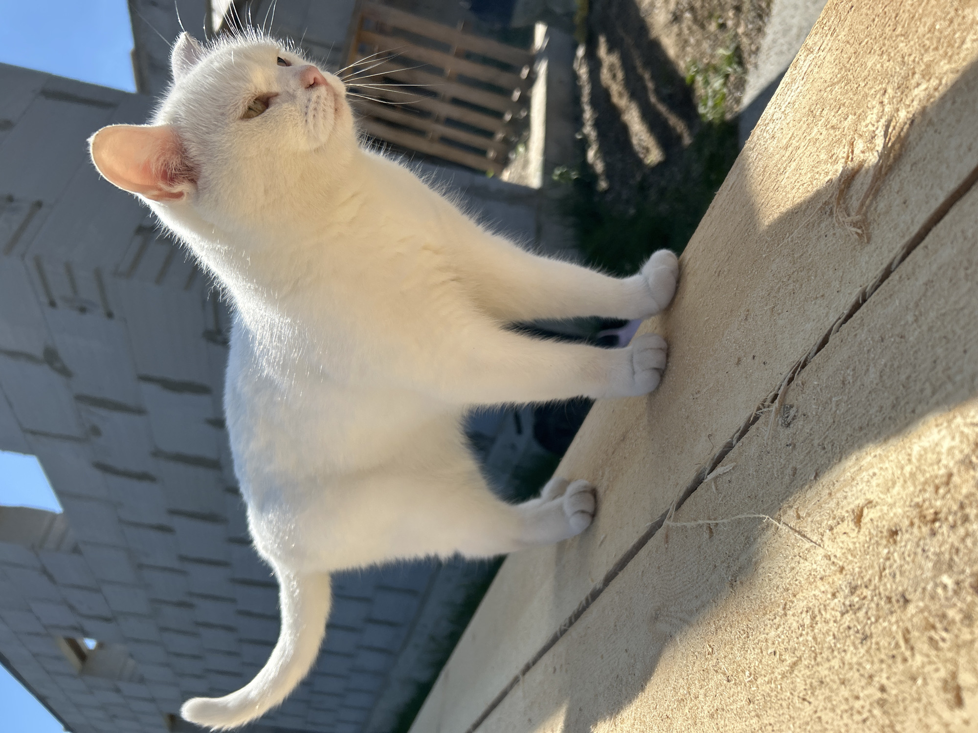 A white cat stands on a wooden plank. In the background, a partially constructed building made of cinder blocks is visible. The sky is clear and blue. The scene appears to be outdoors, possibly in a construction area within the city of Chaikovsky, Russia. The lighting suggests it is daytime. The cat is the primary subject, positioned centrally and looking to the right.