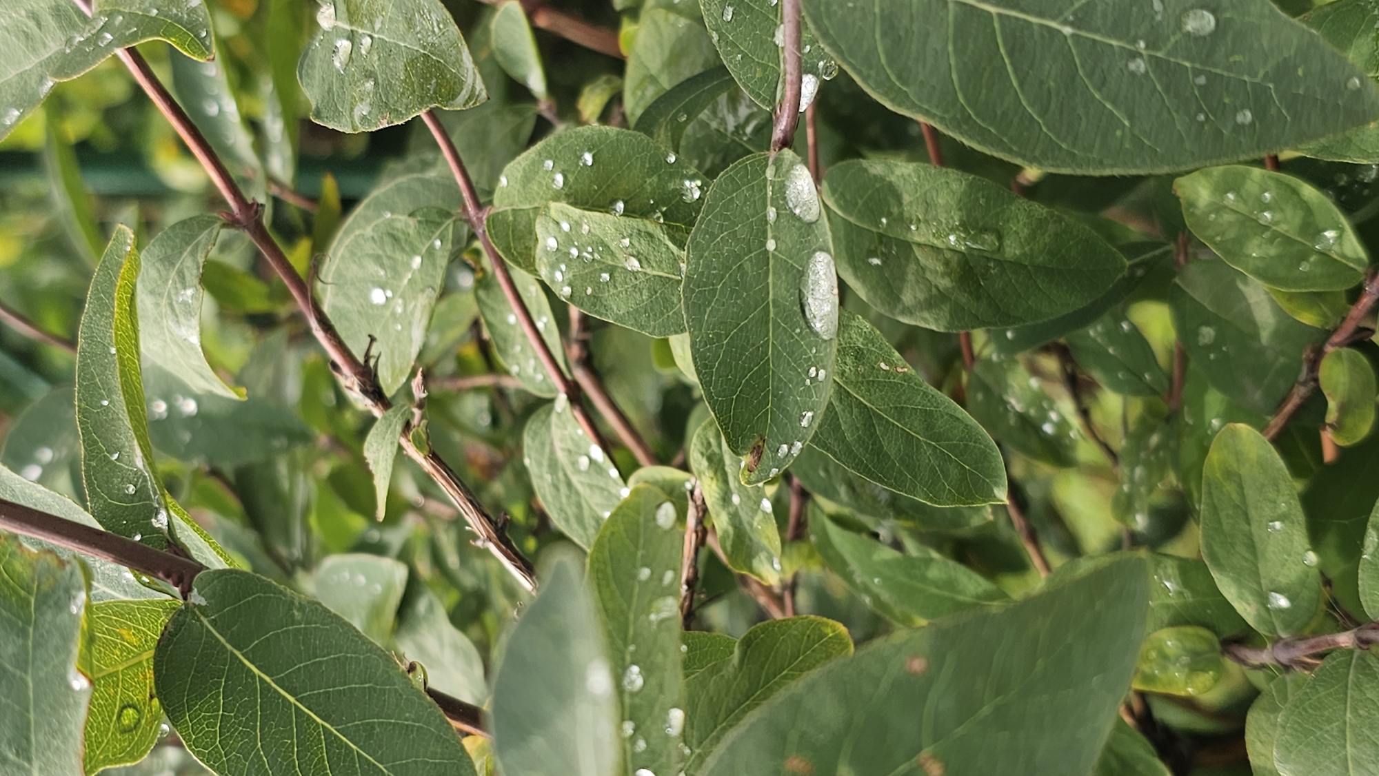 A close-up, vertical shot captures a dense arrangement of green leaves on thin, brown branches. Water droplets dot the surfaces of the leaves, some appearing as small, round beads and others as larger, elongated drops that distort the leaf's texture beneath. The leaves vary in shade of green, with some exhibiting a lighter, almost yellow hue, and their veins are clearly visible. The background is a blurred mix of green foliage and possibly some wooden elements, suggesting an outdoor, natural setting. The scene appears to be a detail of a plant after rainfall, with the focus on the leaves and the moisture they hold. There are no people or discernible animals visible. The overall impression is one of a natural, damp environment, likely a garden or park in Romanovka, Russia.