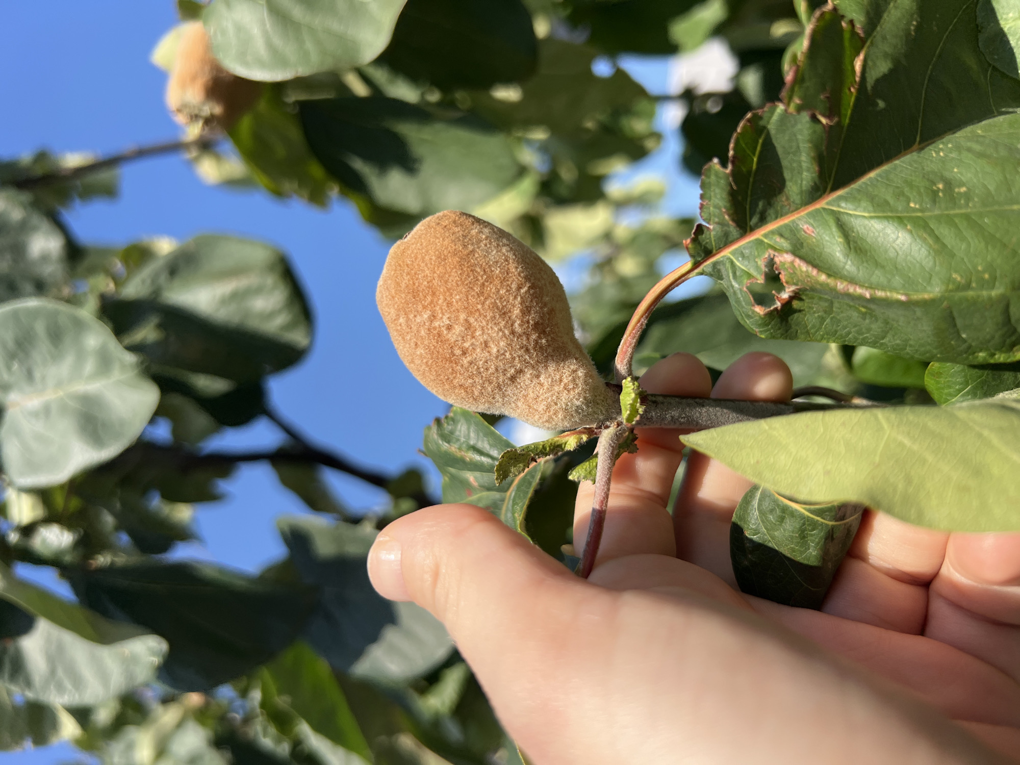 A close-up, eye-level shot shows a person's hand holding a small, fuzzy, light brown fruit on a branch. The fruit is pear-shaped and fuzzy, with a stem attaching it to a thin, reddish branch. The branch has small, green buds and a few leaves, some of which appear slightly damaged along the edges. Behind the fruit and branch, a bright blue sky is visible, with dappled green leaves from the tree filling the background. The scene appears to be outdoors, likely in a garden or orchard, under bright sunlight. The image does not depict any specific landmarks or features that would identify its location within Budva, Montenegro.