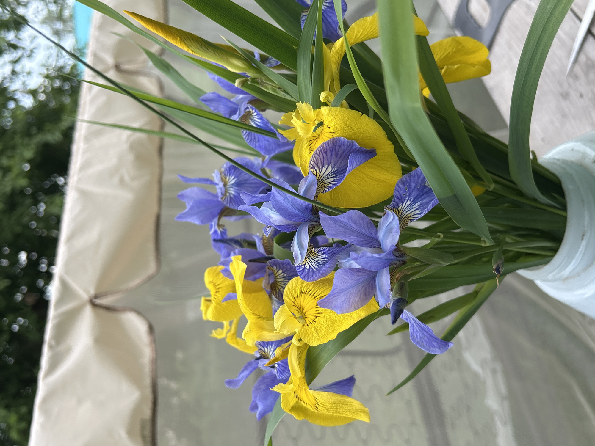 A close-up, eye-level shot captures a bouquet of yellow and blue irises in a vase. The irises are arranged closely together, with their vibrant petals taking center stage. Some of the blue irises have delicate dark veins, adding texture and depth to their appearance. The yellow irises are bright and cheerful, some with ruffled edges. Long, green leaves of the irises surround the flowers, providing a natural backdrop. In the background, a beige canopy with a scalloped edge is visible, along with blurred green foliage and a hint of blue sky, suggesting an outdoor setting. The vase holding the bouquet is white and has a slightly textured surface. The overall impression is one of natural beauty and a touch of elegance, likely in a garden or patio area in the city of Azinsky, Russia.